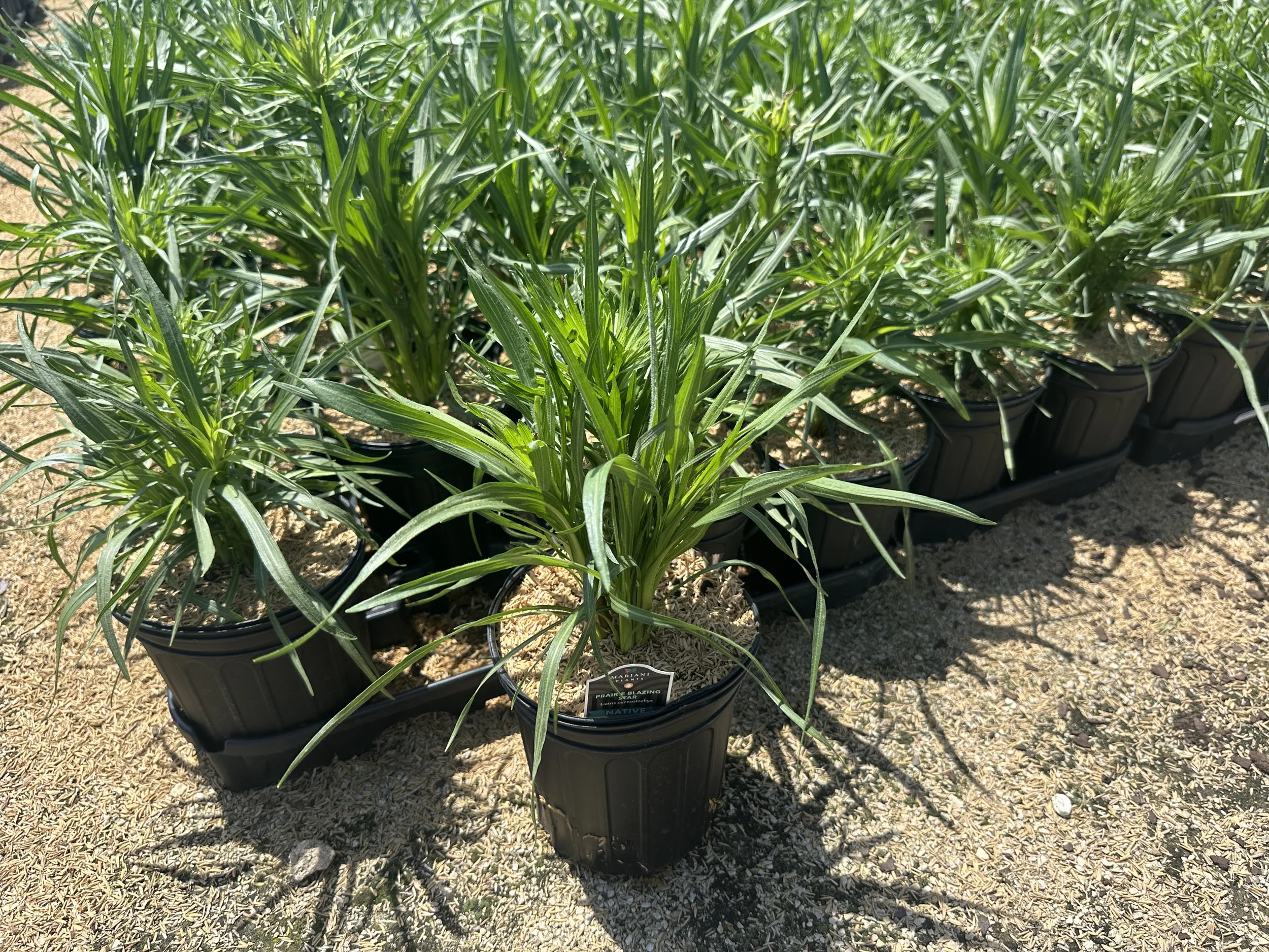Liatris pycnostachya.JPG