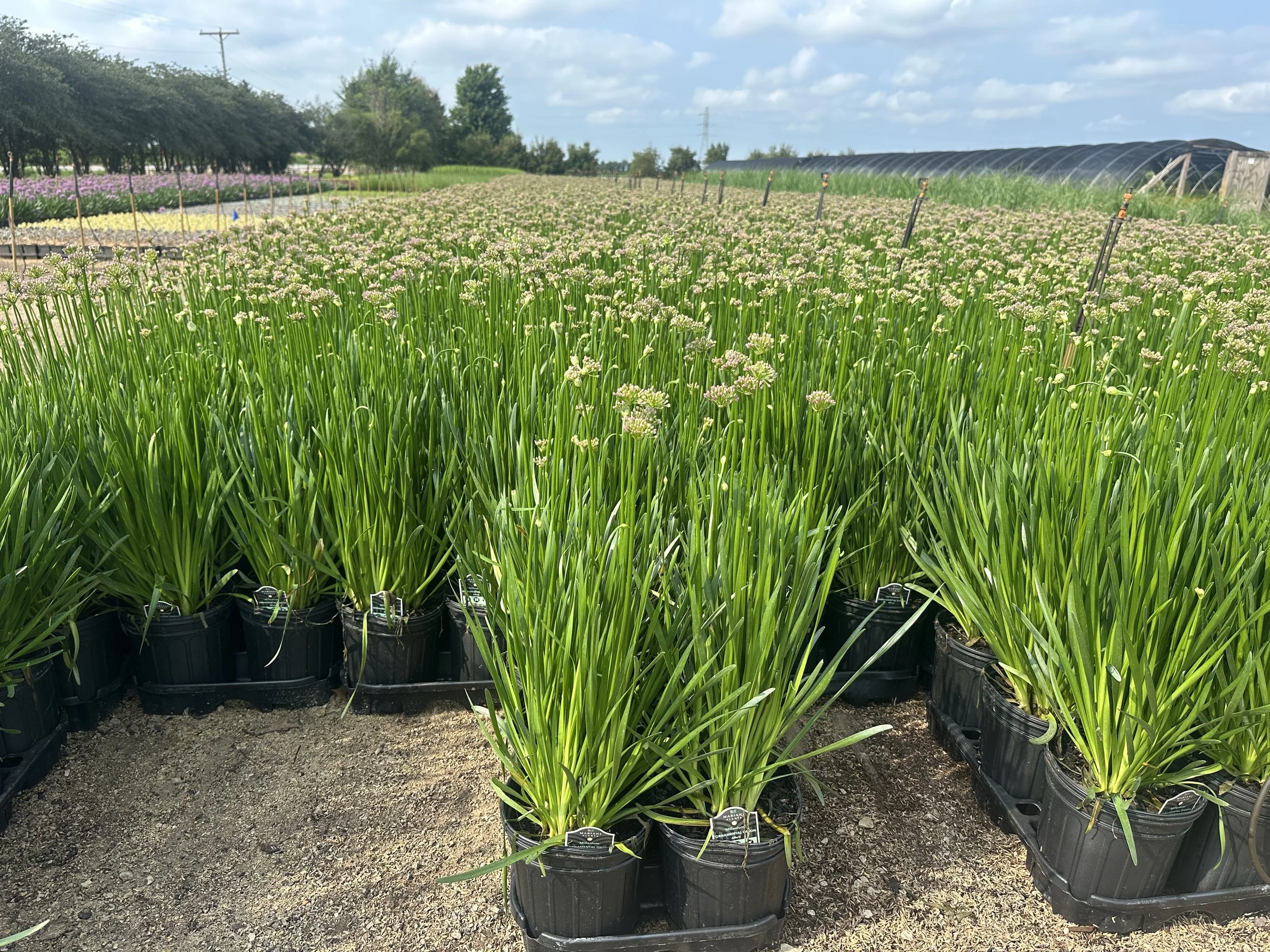Allium 'Millenium'