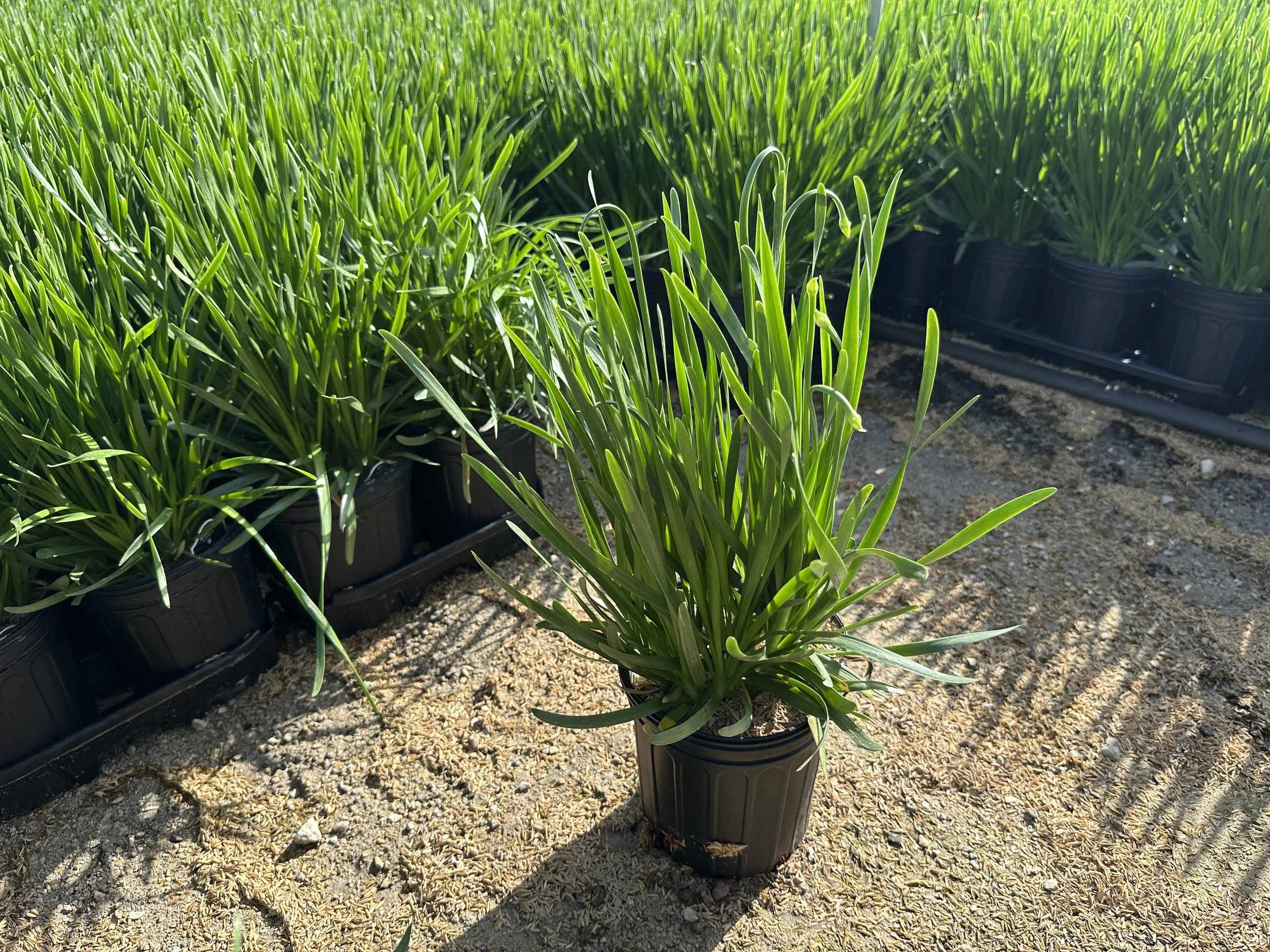 Allium 'Summer Beauty'