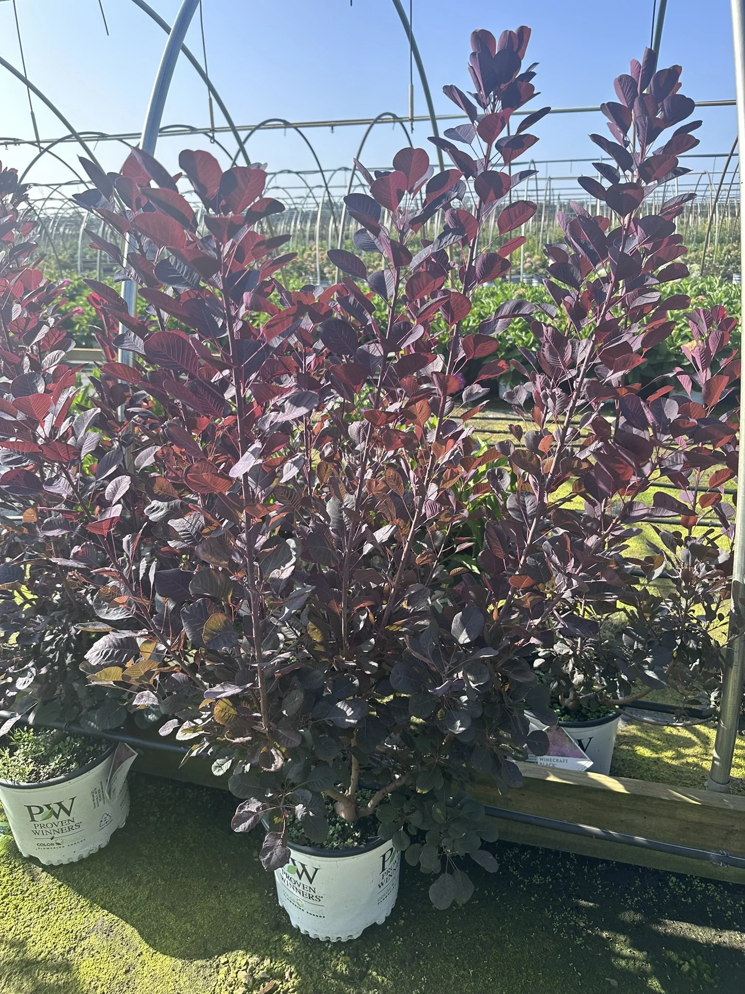 Cotinus Wincraft Black 36'' Limited.JPEG