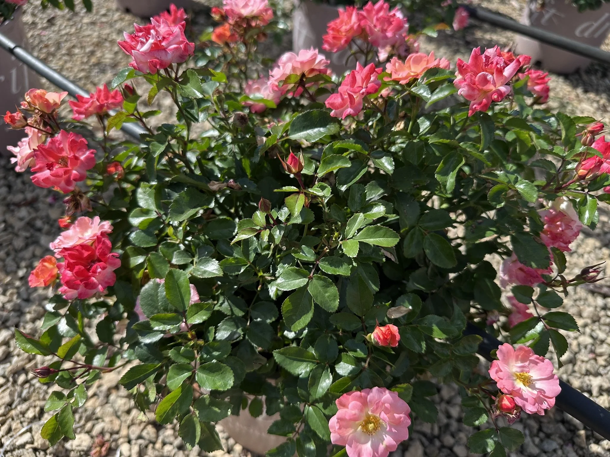 Rose Peach Drift.JPEG