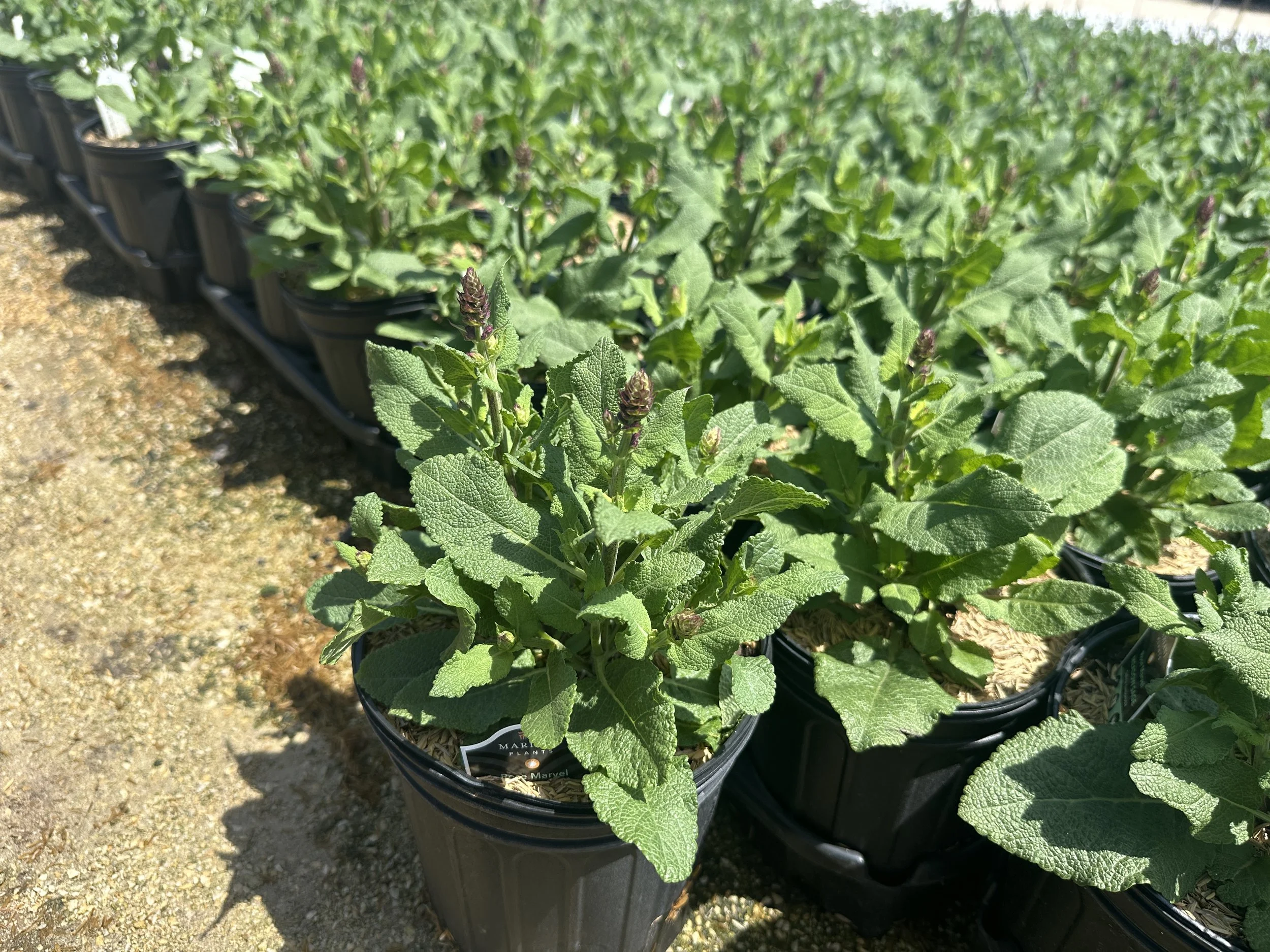 Salvia nemorosa 'Rose Marvel' PP30118