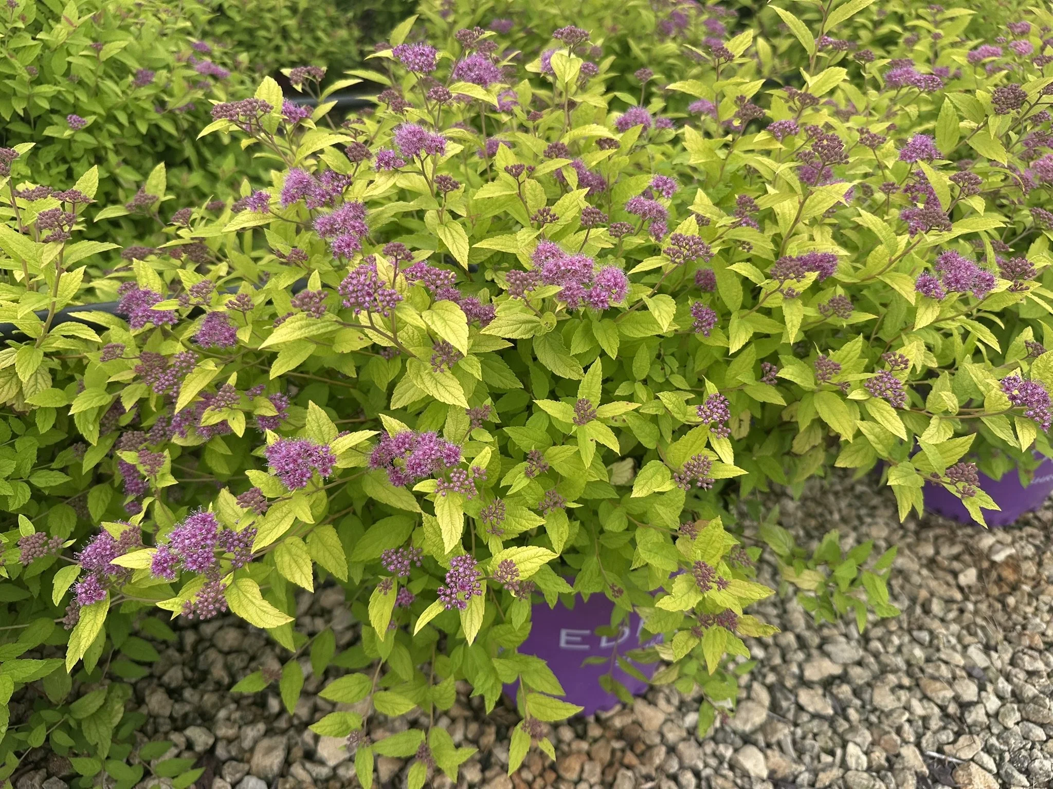 Spiraea japonica Little Spark® 'Minspil04' PP30819