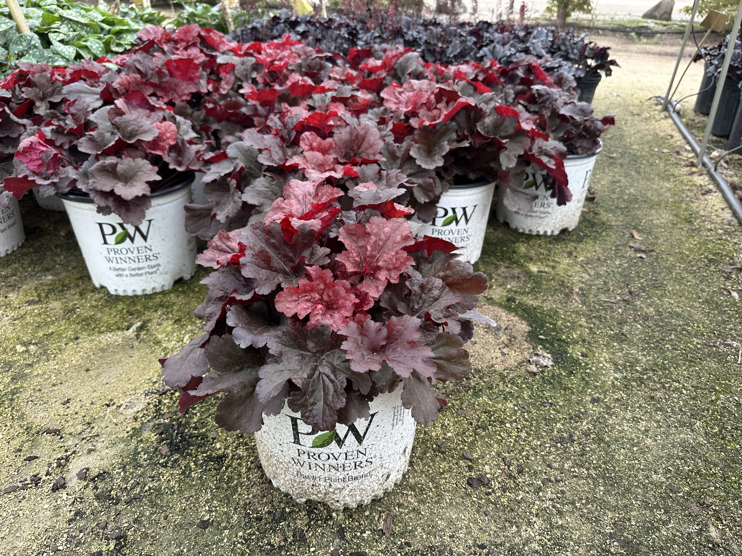 Heuchera Primo® 'Mahogany Monster' PP31395