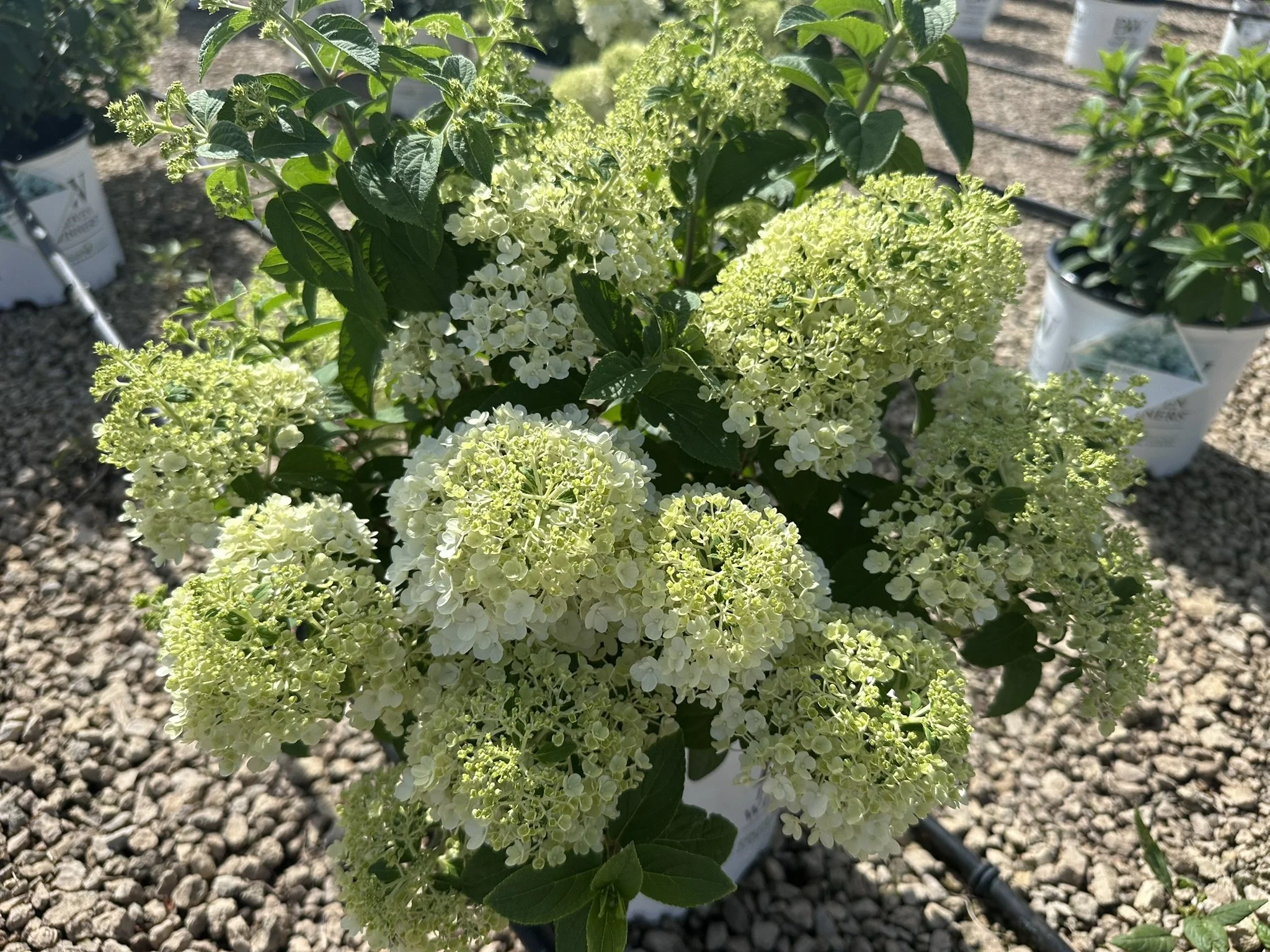 Hydrangea paniculata Bobo® 'ILVOBO' PP22782