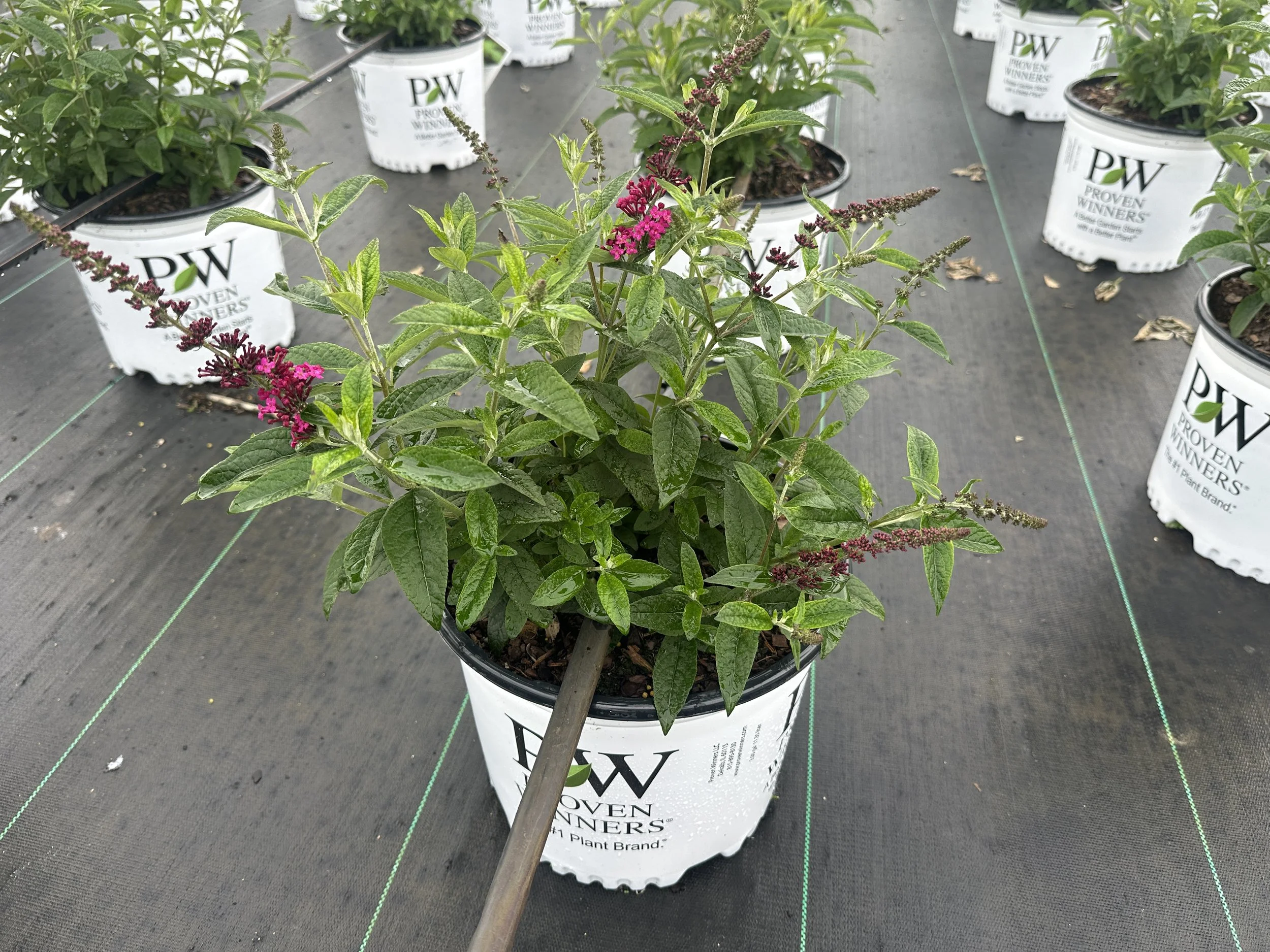 Buddleia 'Miss Molly' PP23425