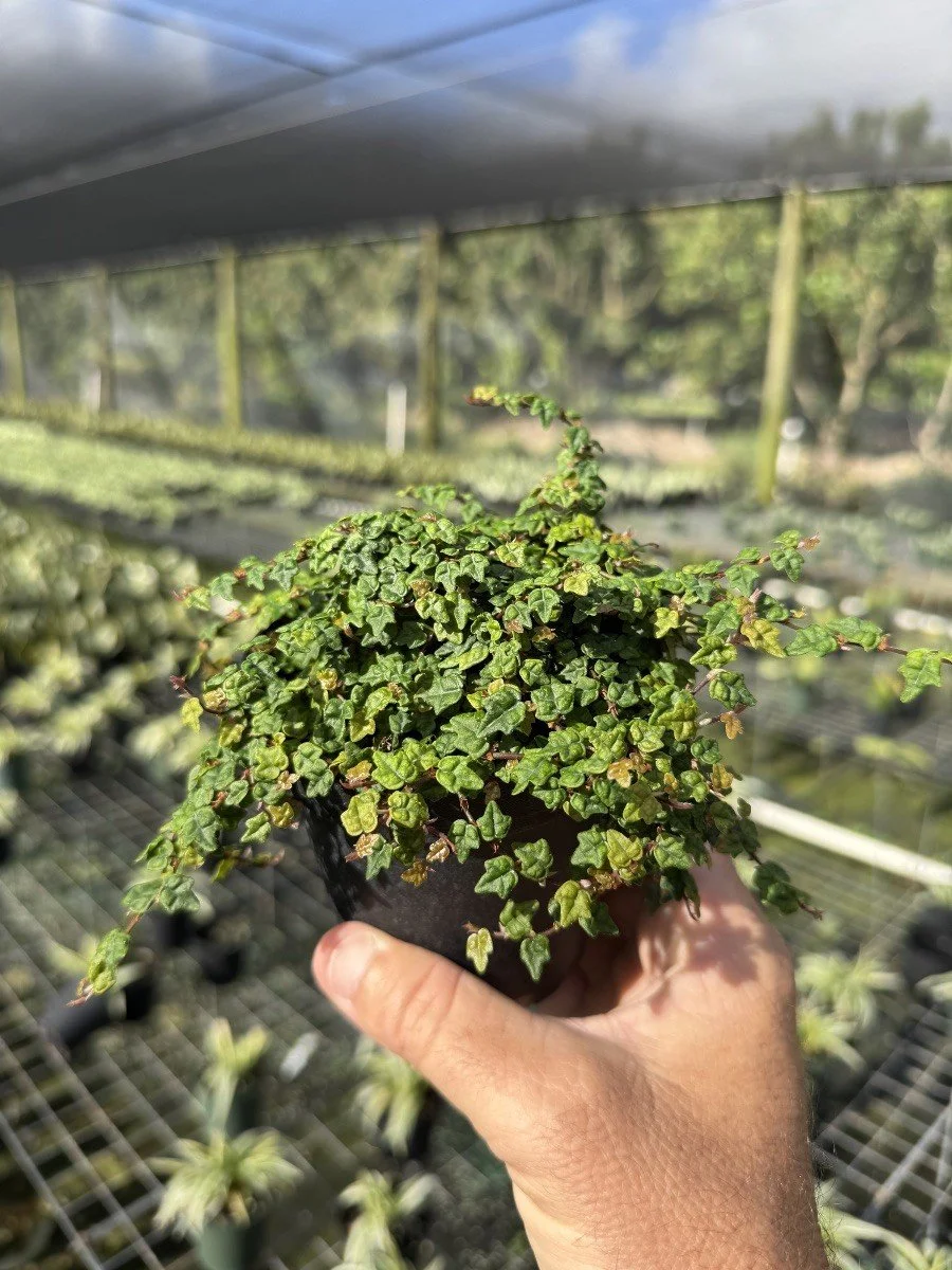 4IN String of Frogs.jpg