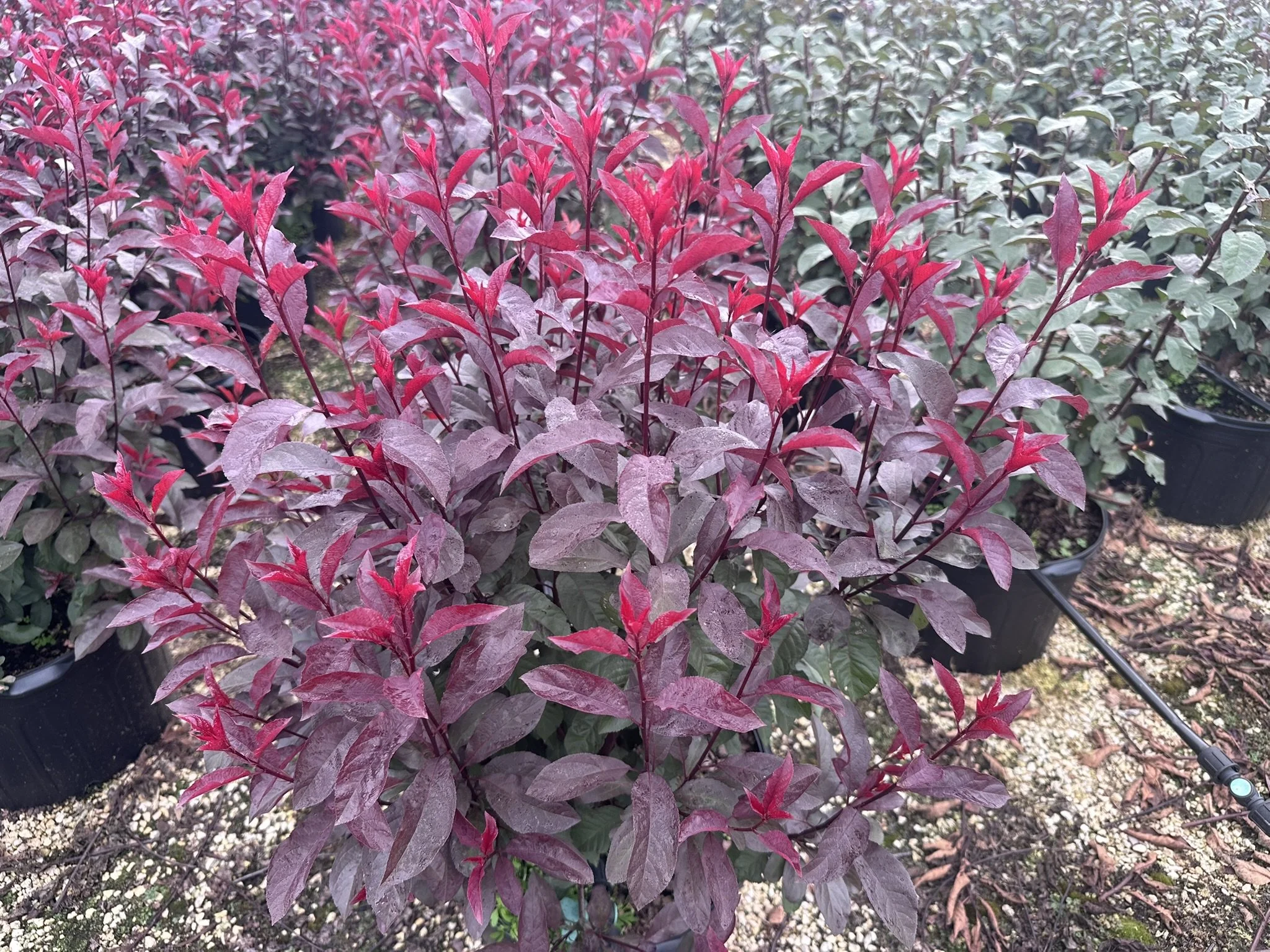 Prunus cistena.JPEG