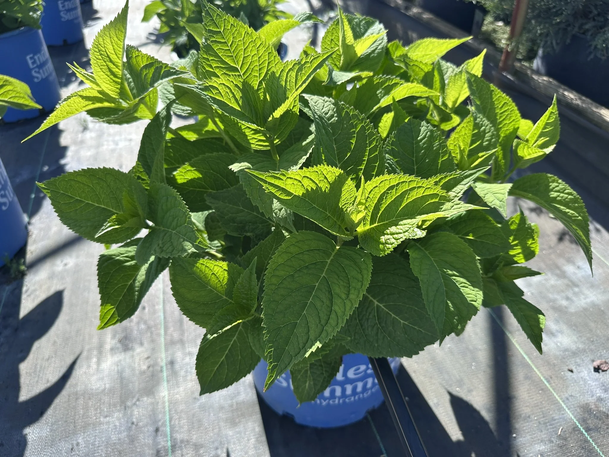 Hydrangea Endless Summer OG.JPEG