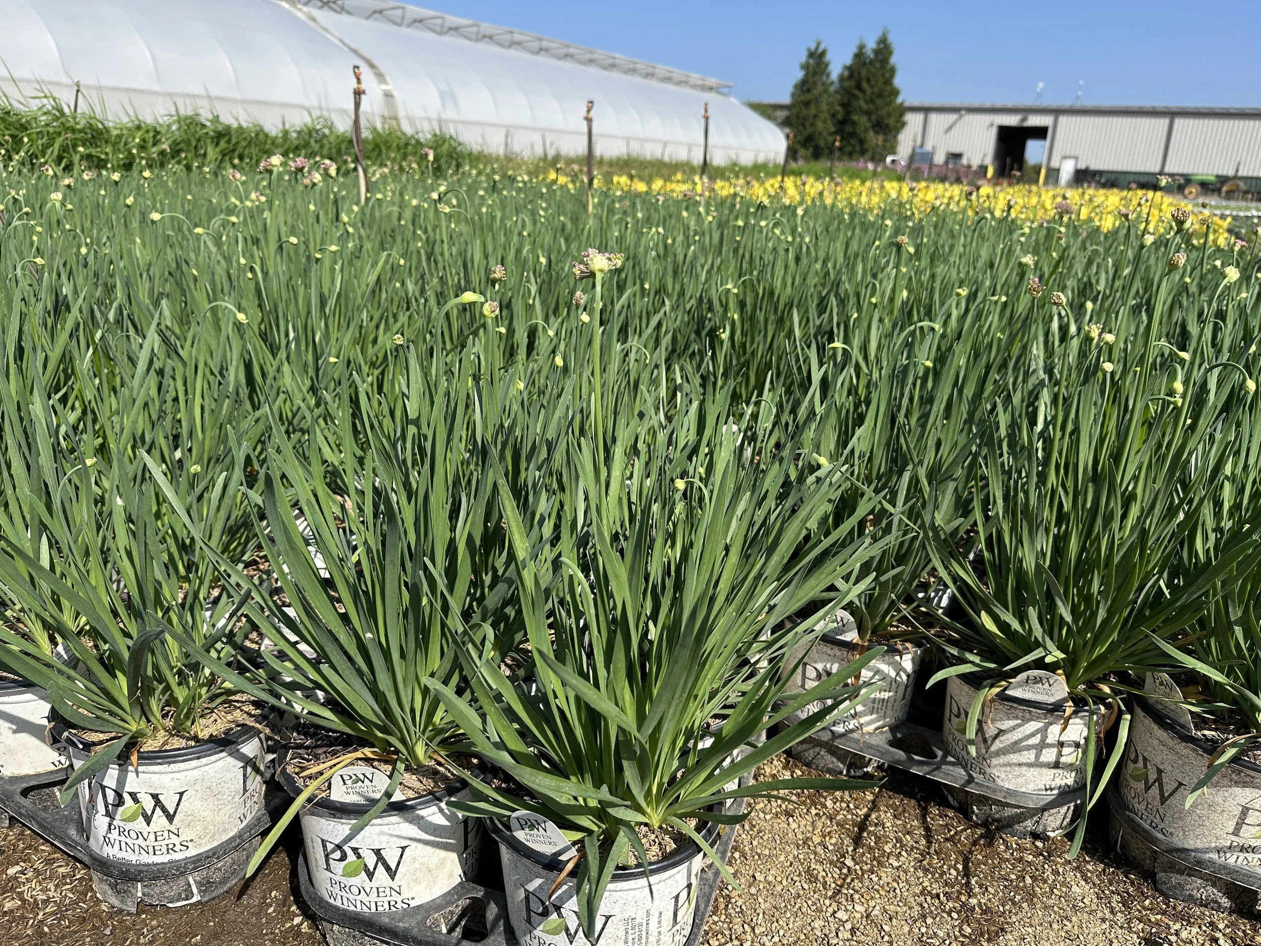 Allium 'Serendipity' PP32023