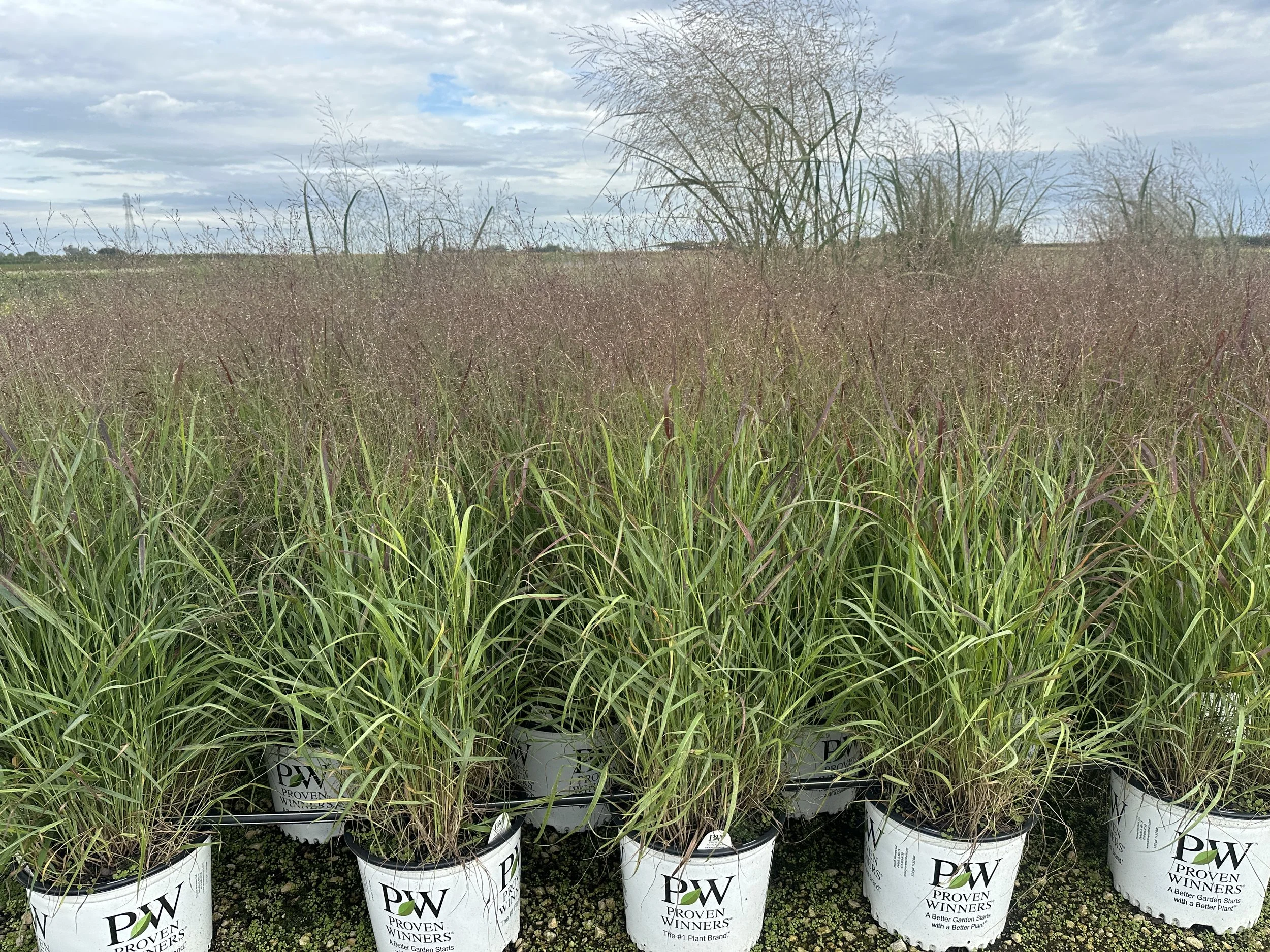 Panicum virgatum Prairie Winds® 'Cheyenne Sky' PP23209