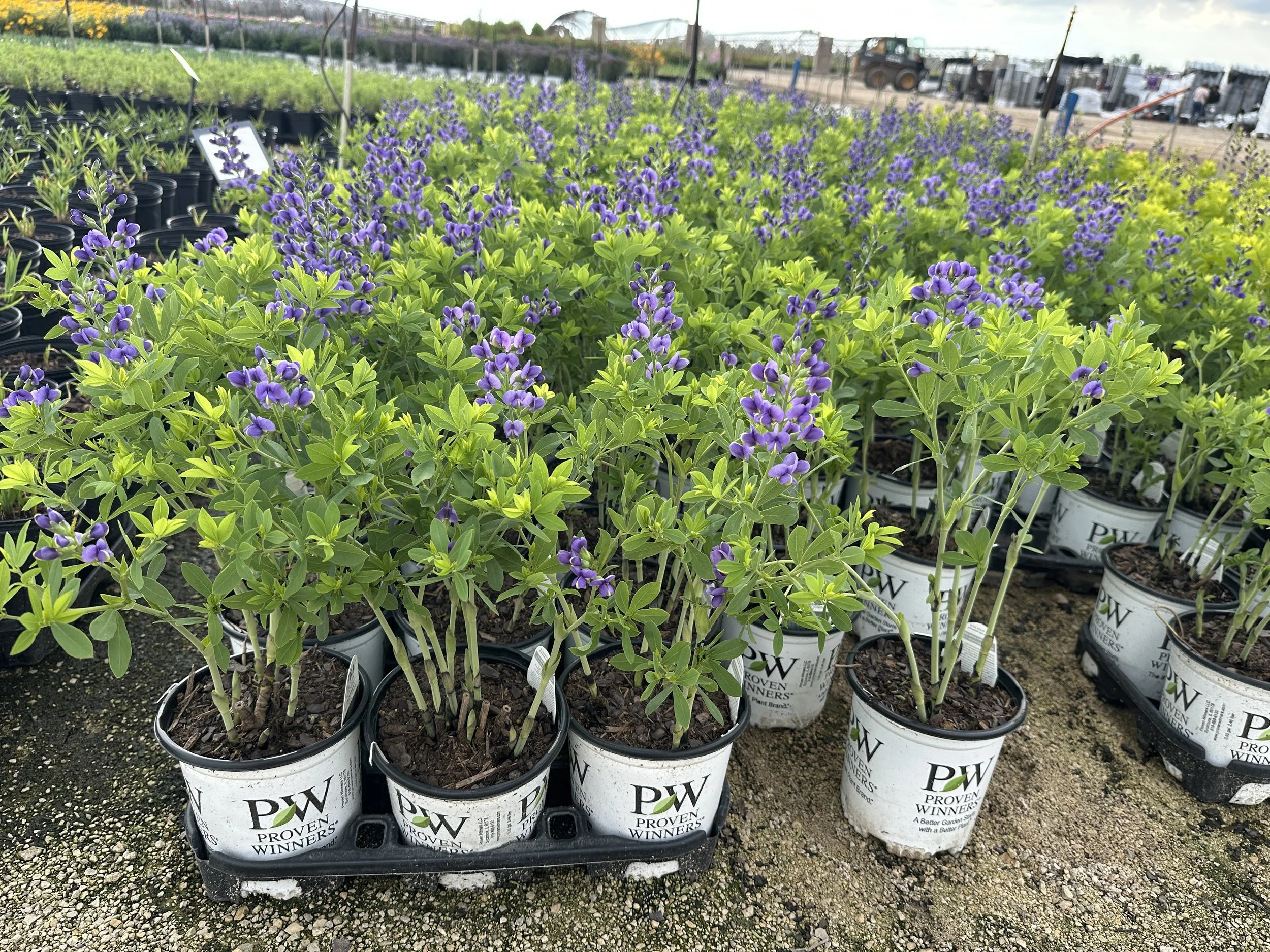 Baptisia Decadence® 'Blueberry Sundae' PP23891