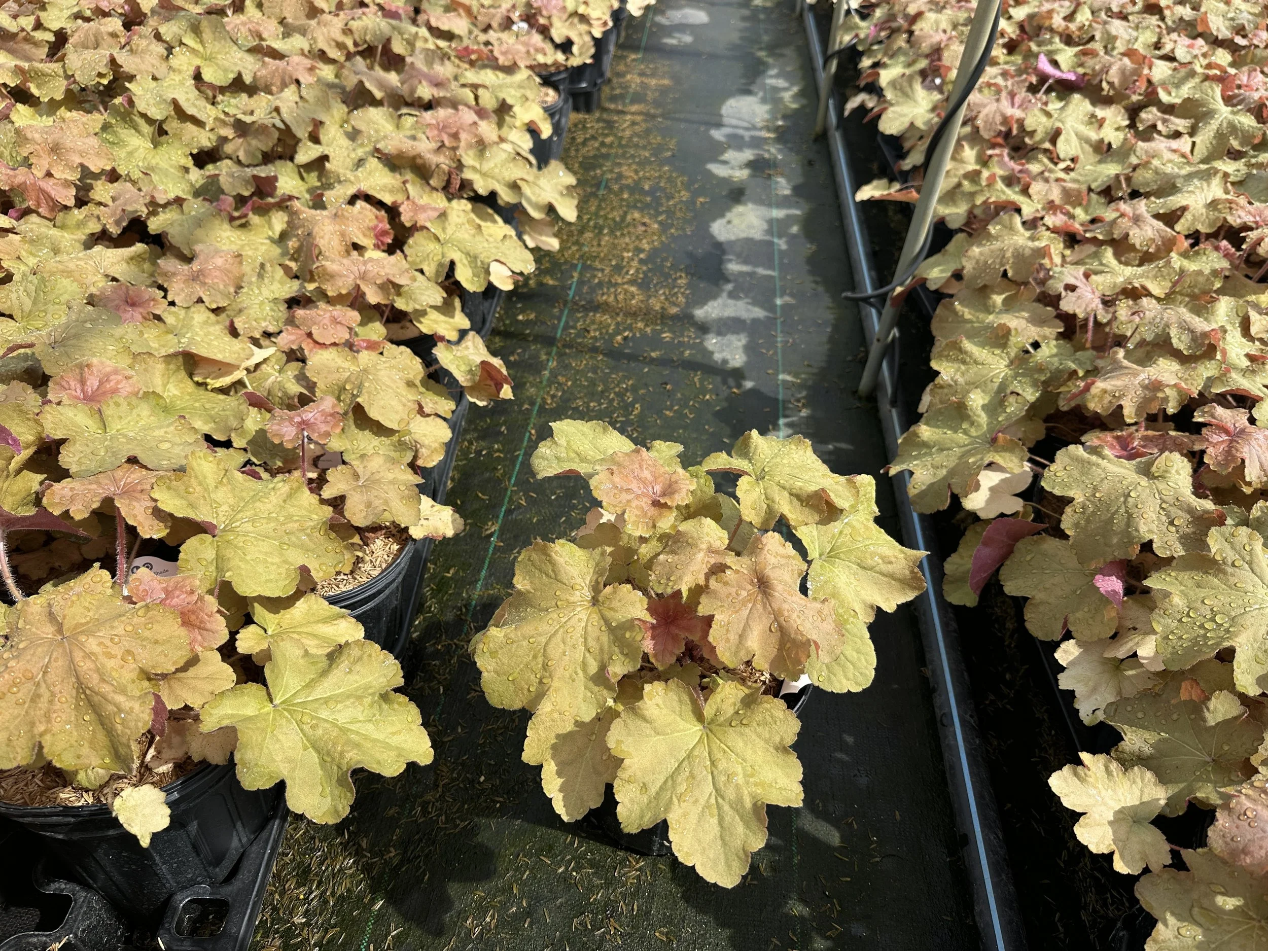 Heuchera Caramel.JPG