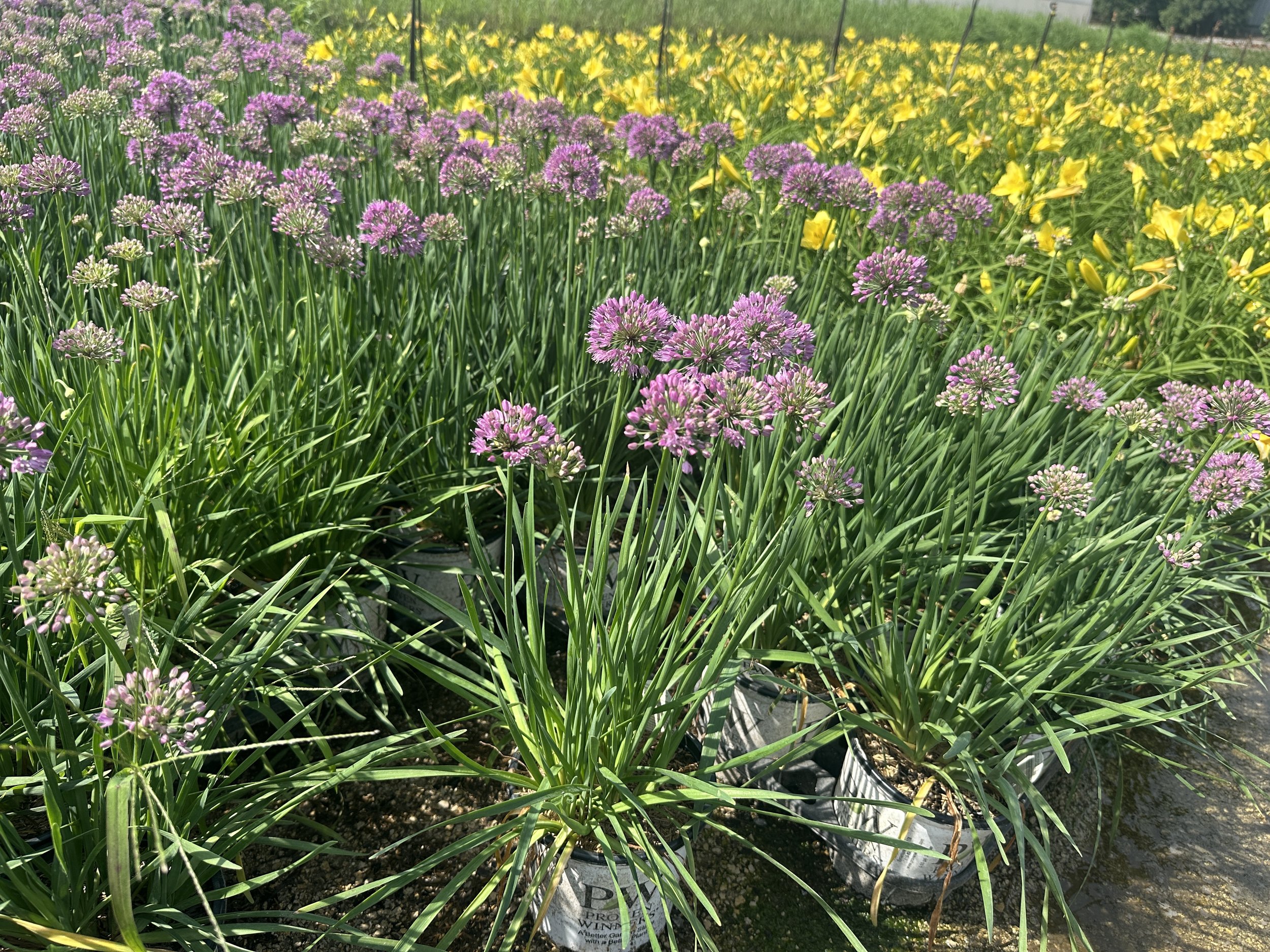 Allium Serendipity.JPG