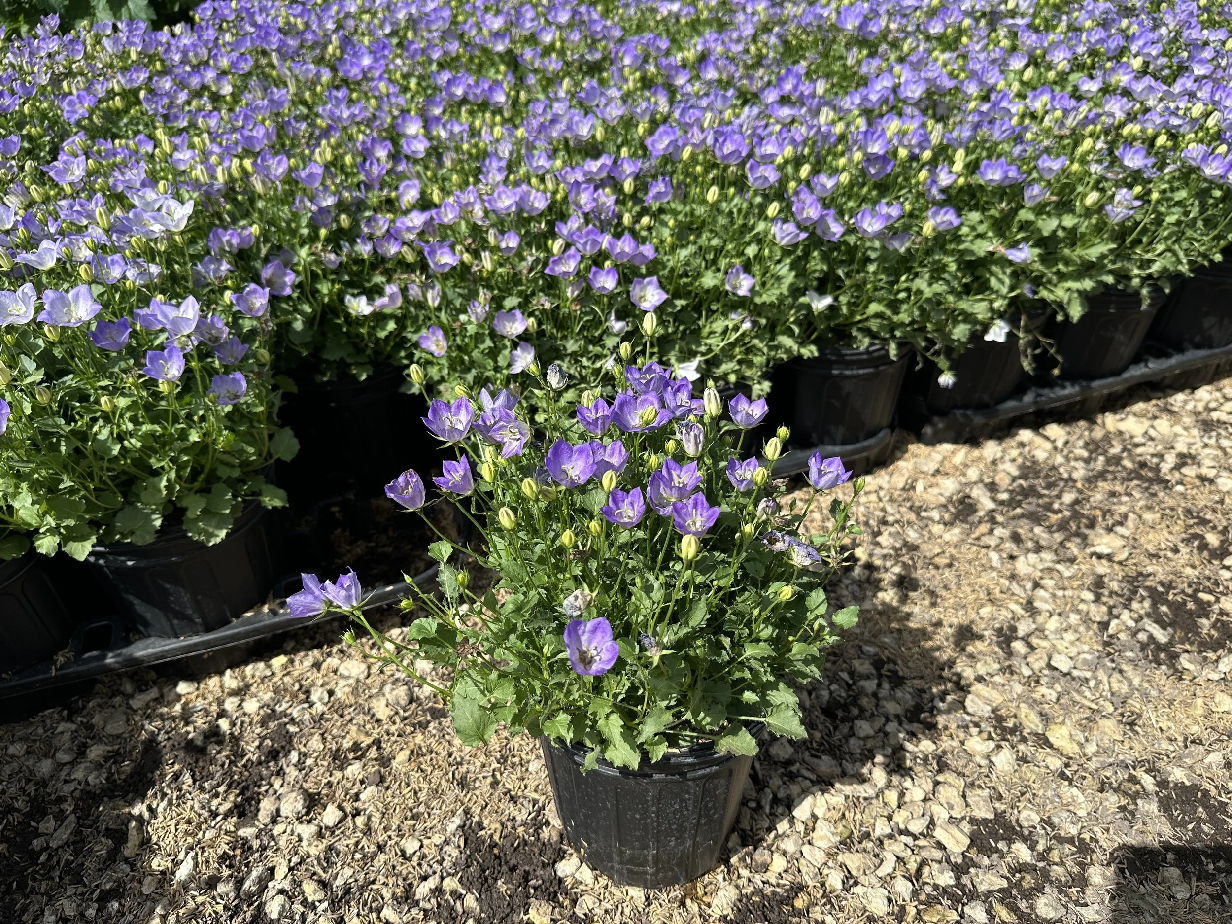 Campanula carpatica 'Rapido Blue'