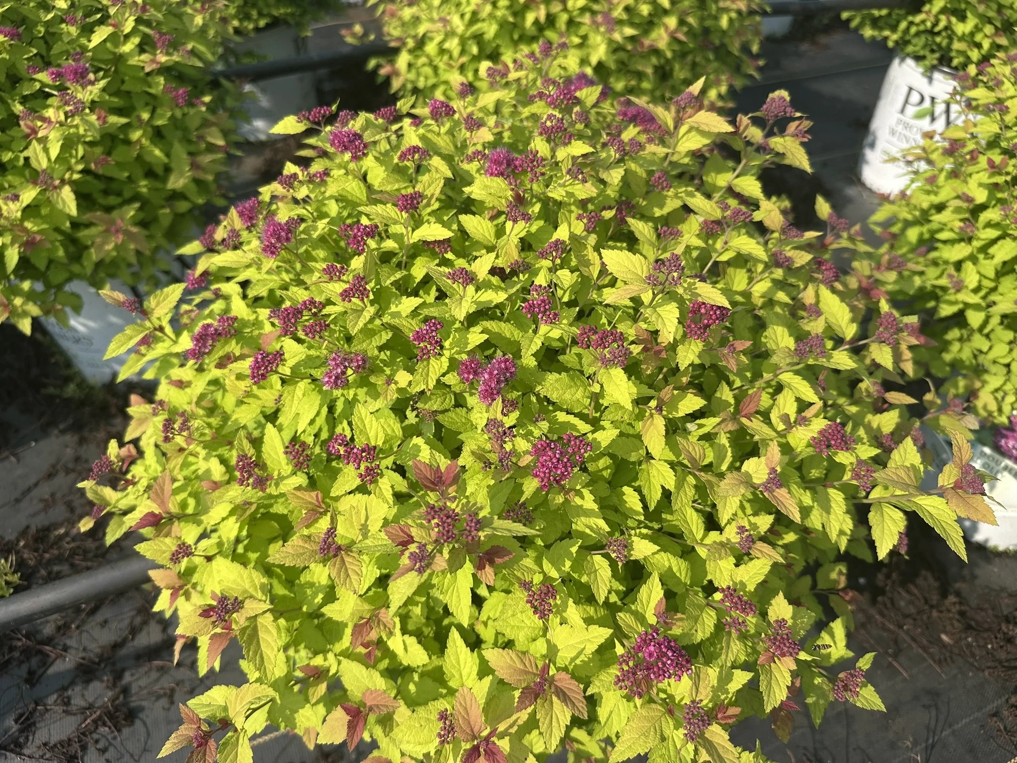 Spiraea japonica Double Play Dolly® 'SMNSJSA' PP35032