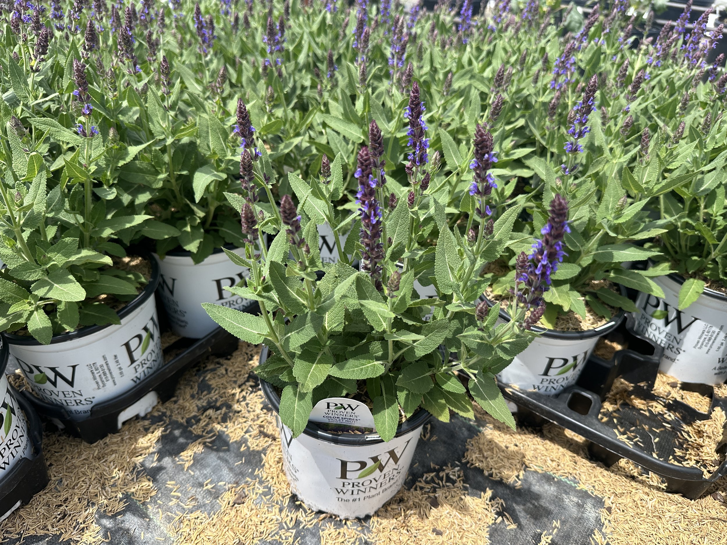 Salvia Color Spires® 'Violet Riot' PP26273
