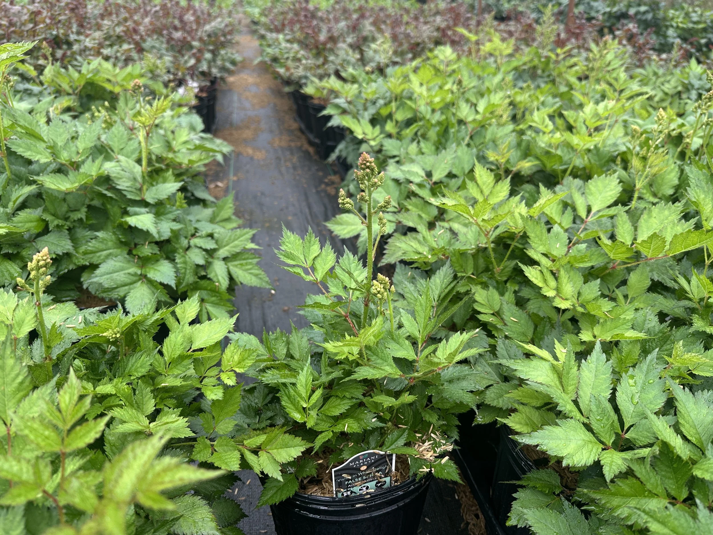 Astilbe chinensis 'Vision in White Delight' PPAF