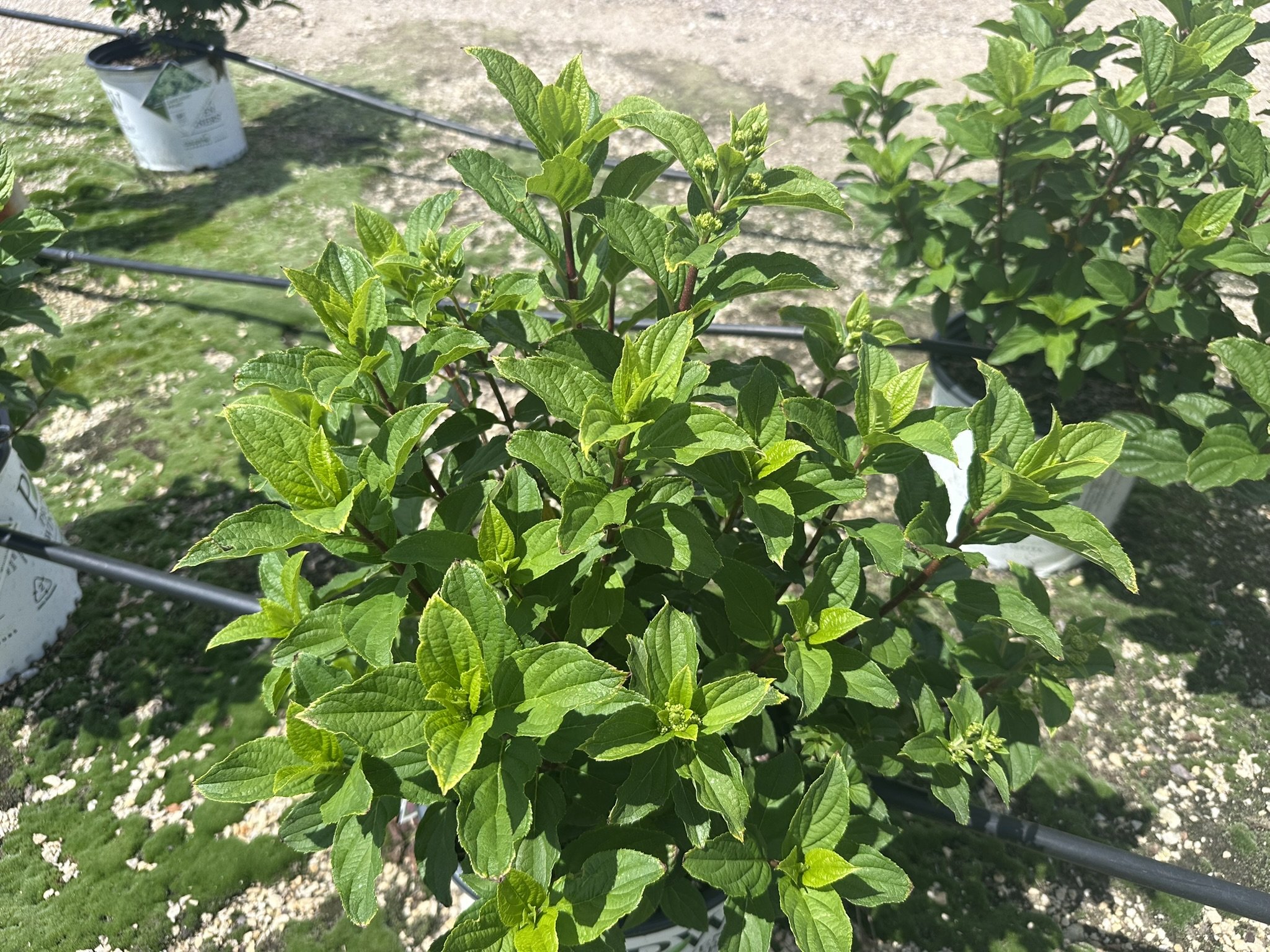 Hydrangea paniculata Limelight Prime® 'SMNHPPH' PP32511