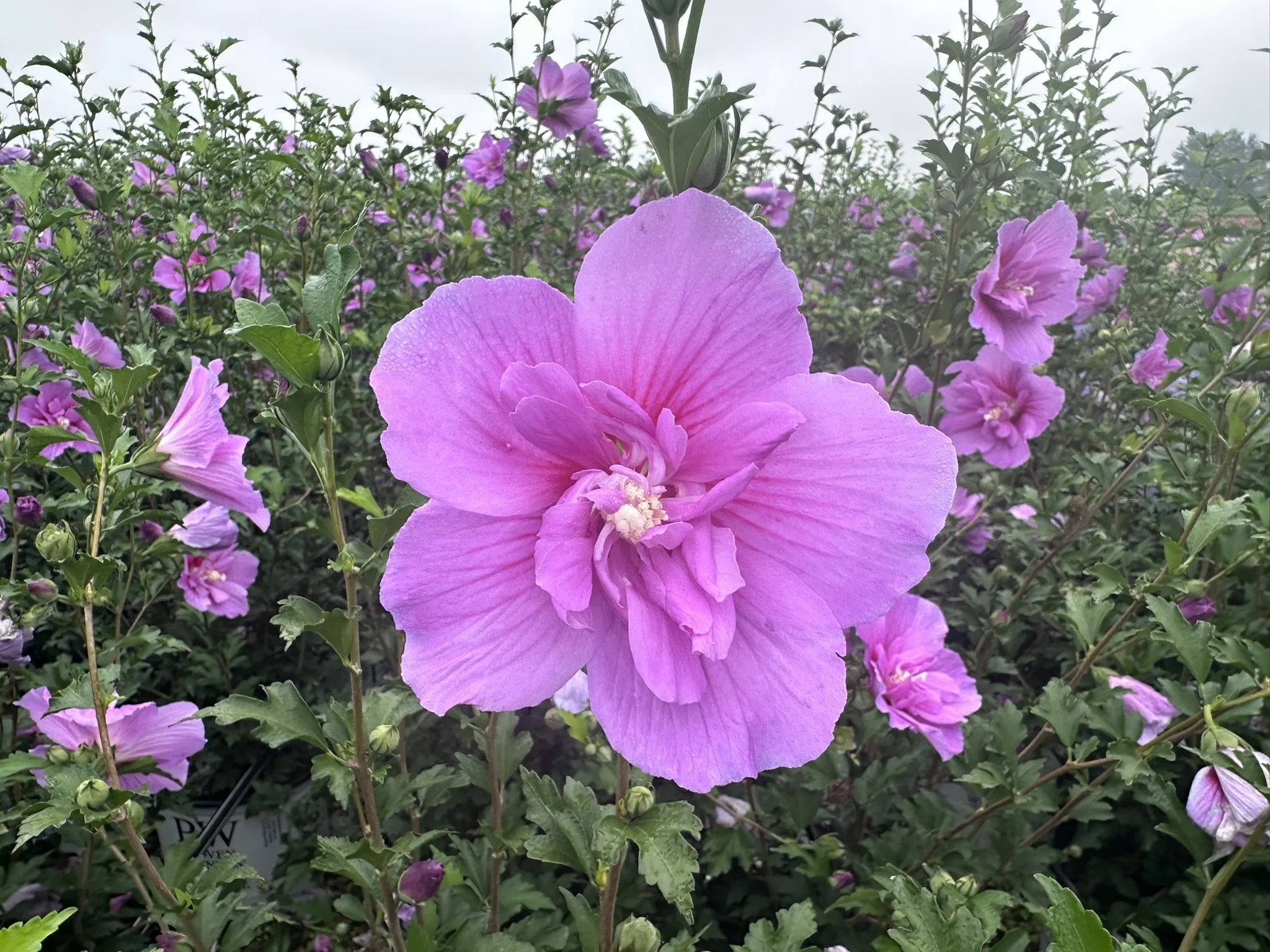 Hibiscus syriacus Dark Lavender Chiffon® 'SMNHSPCL' PP33568