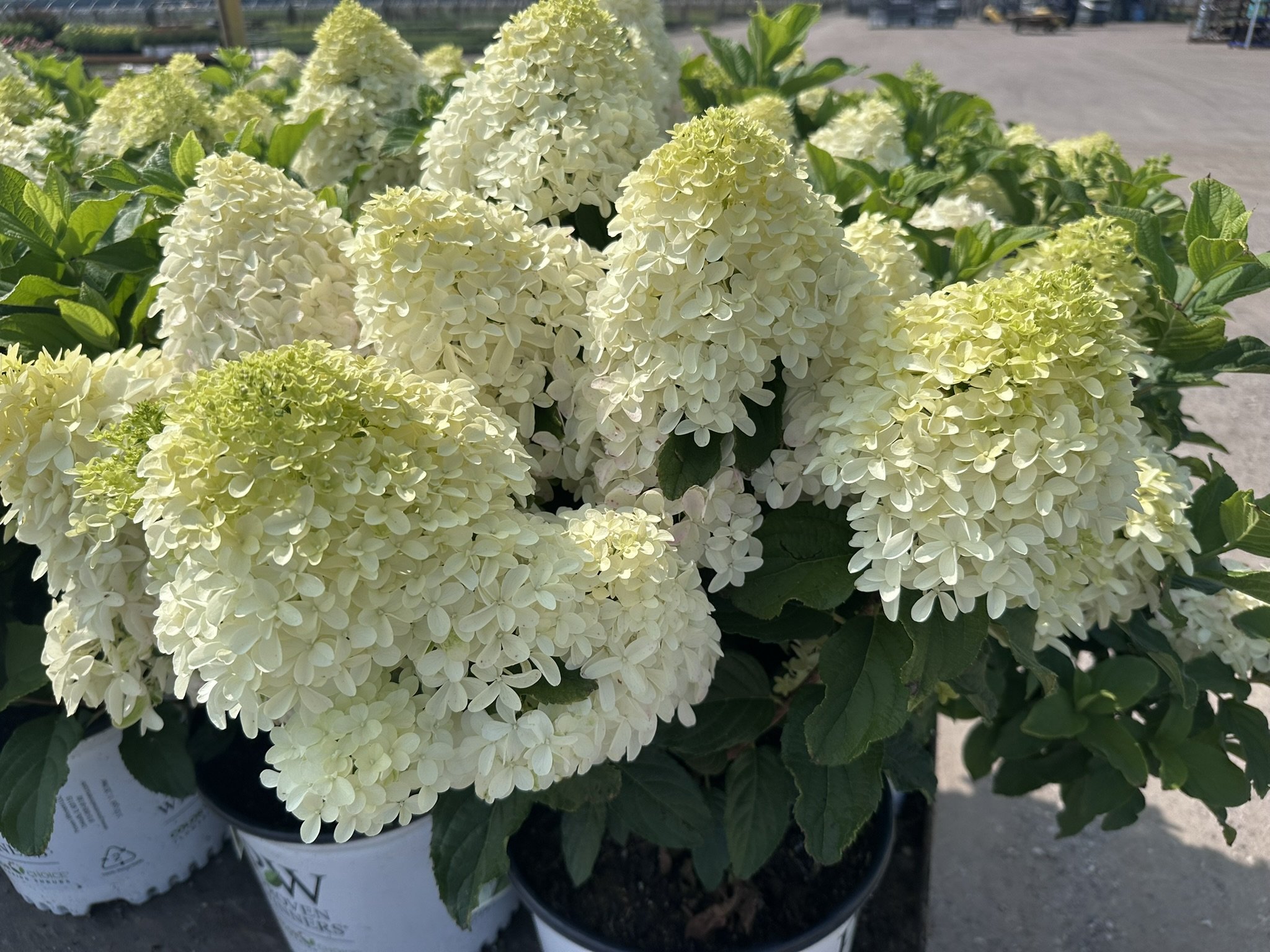 Hydrangea paniculata Quick Fire Fab® 'SMNHPM' PP32513