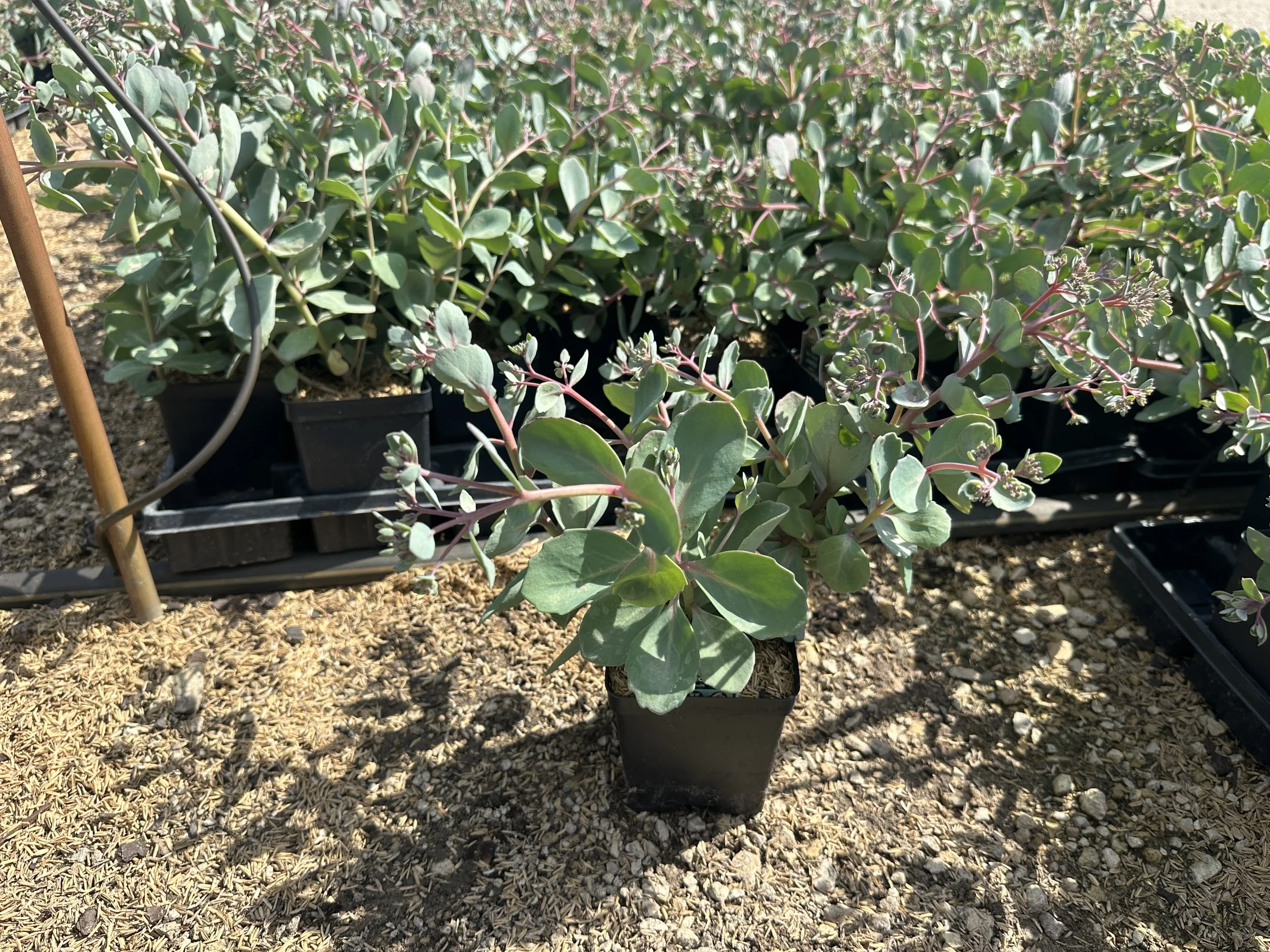 Sedum spurium 'Vera Jameson'