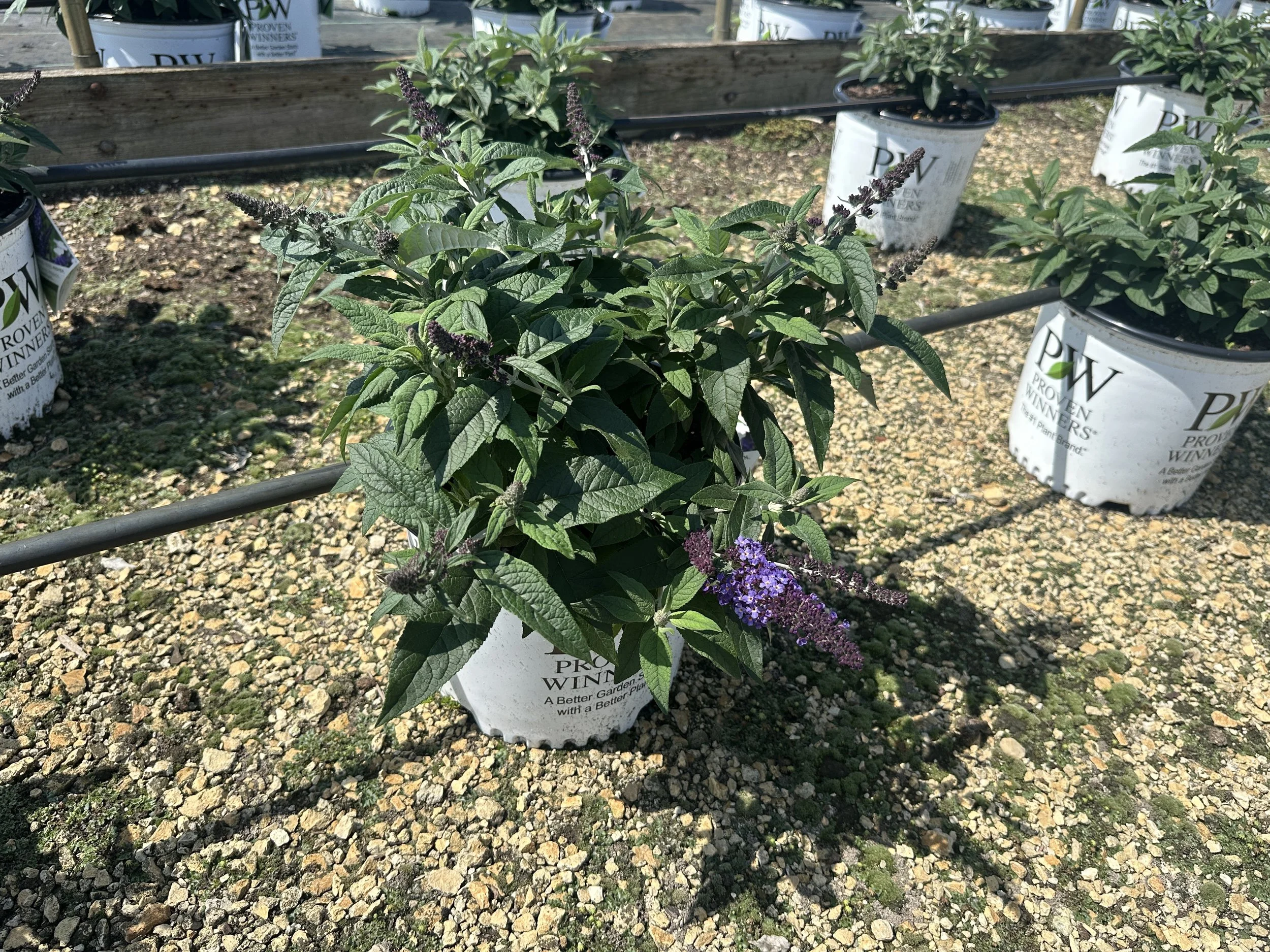 Buddleia Pugster Blue® 'SMNBDBT' PP28794