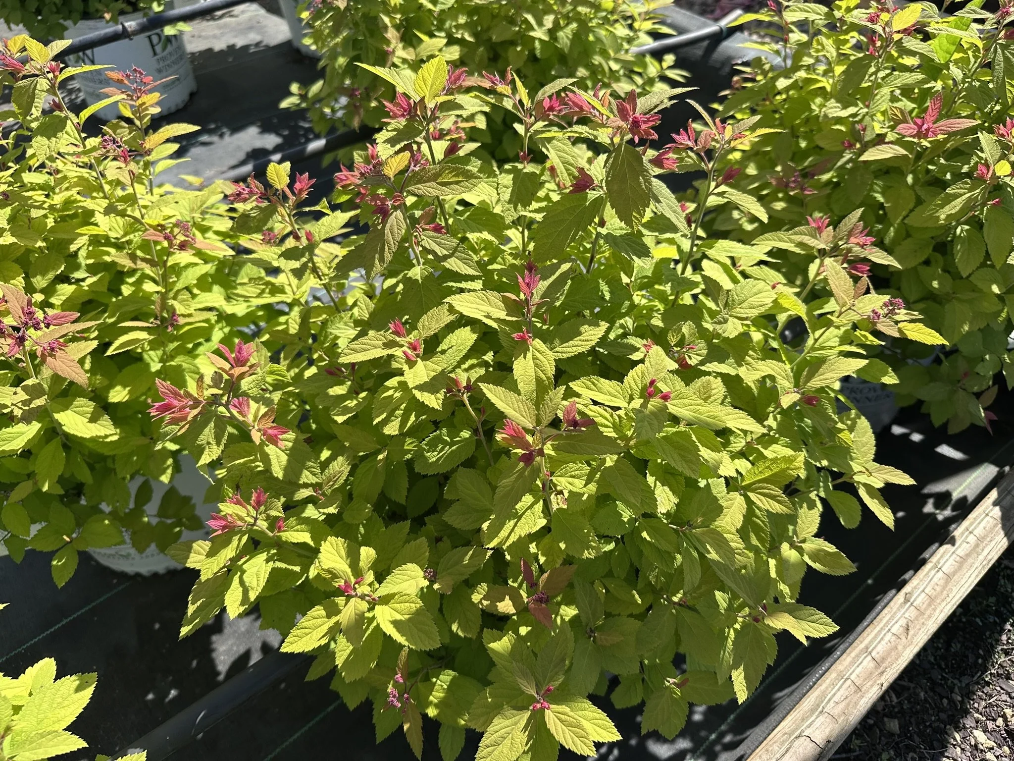 Spiraea japonica Double Play® Big Bang 'Tracy' PP21588