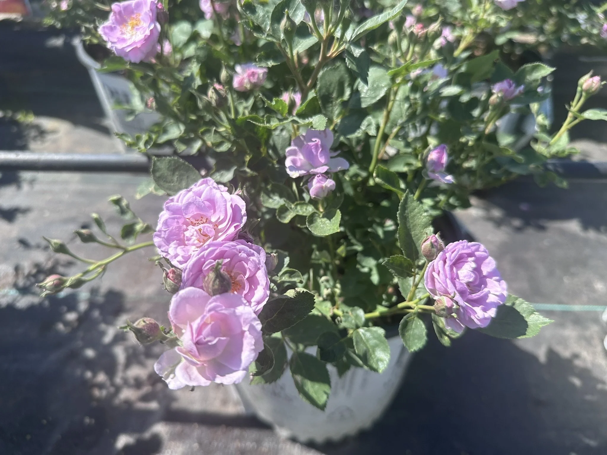 Rosa Rise Up Lilac Days® 'ChewLilacdays'