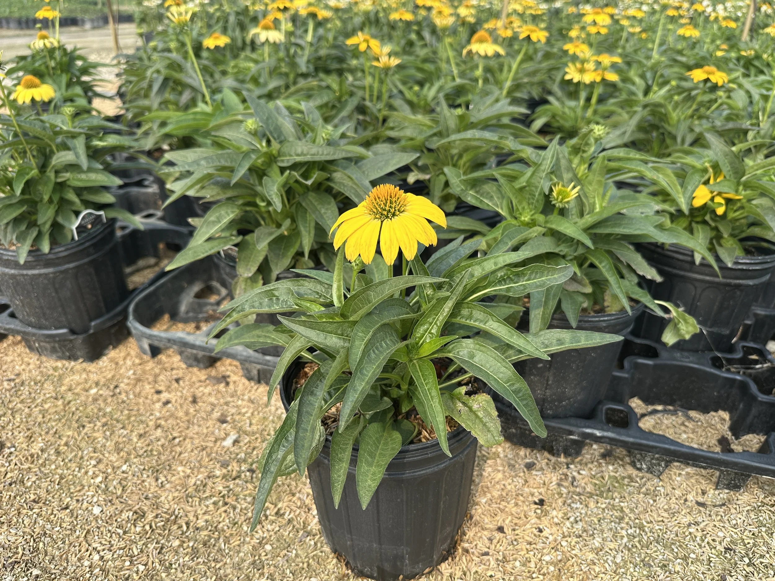 Echinacea Sombrero® Lemon Yellow Improved 'Balsomemyim' PP30116