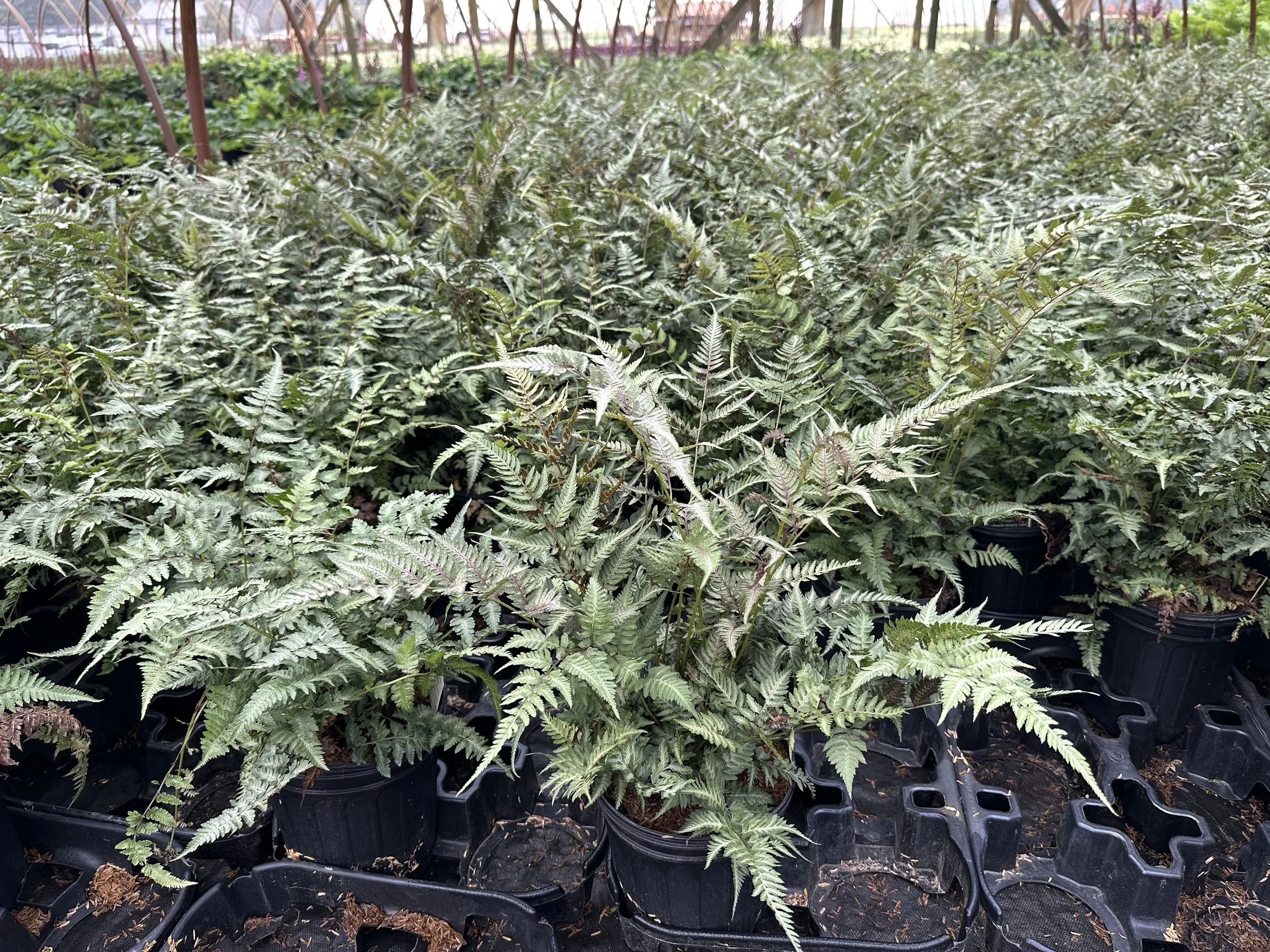 Athyrium niponicum 'Pictum'