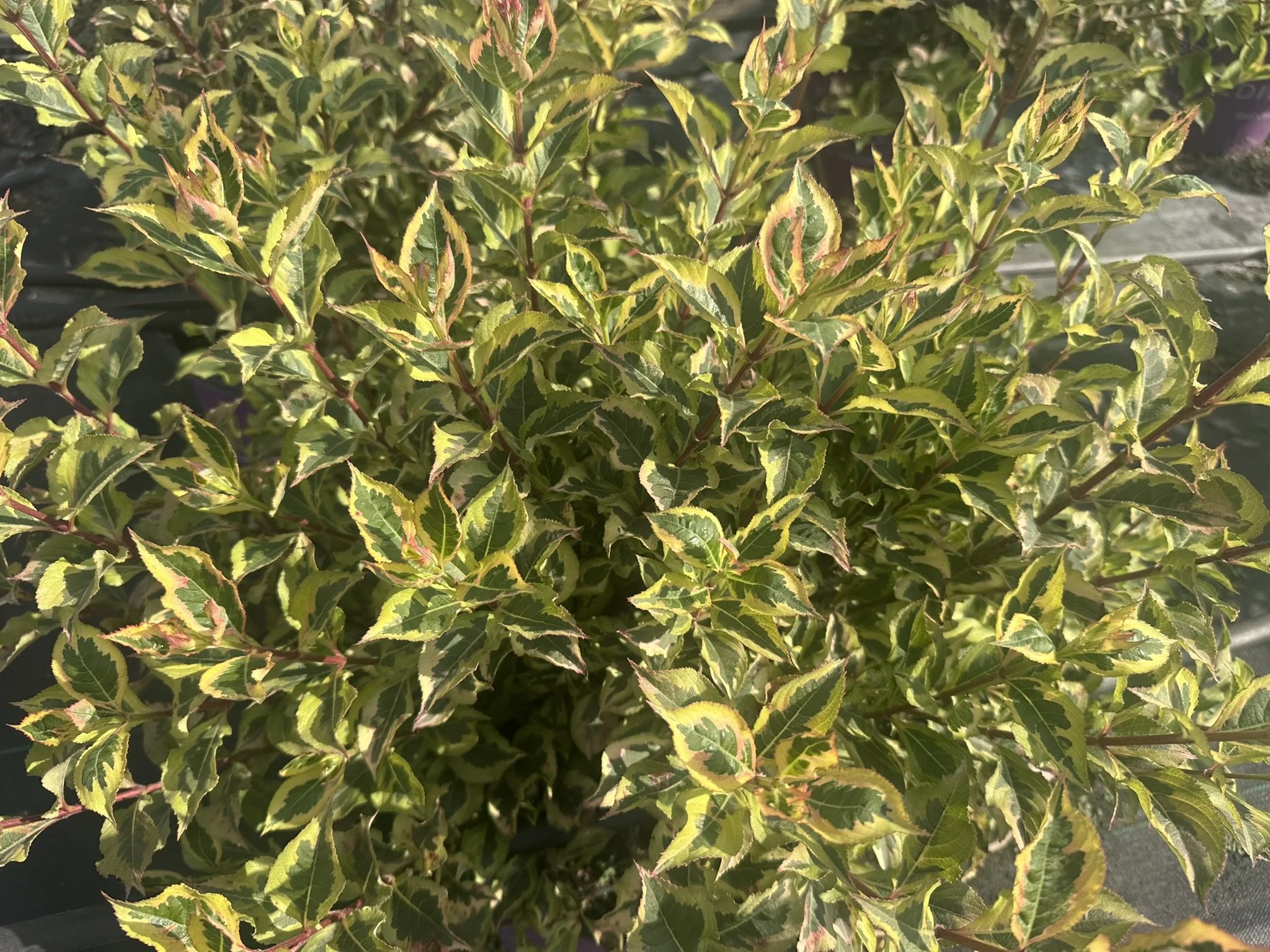 Weigela florida Rainbow Sensation™ 'Kolmagira' PP20384