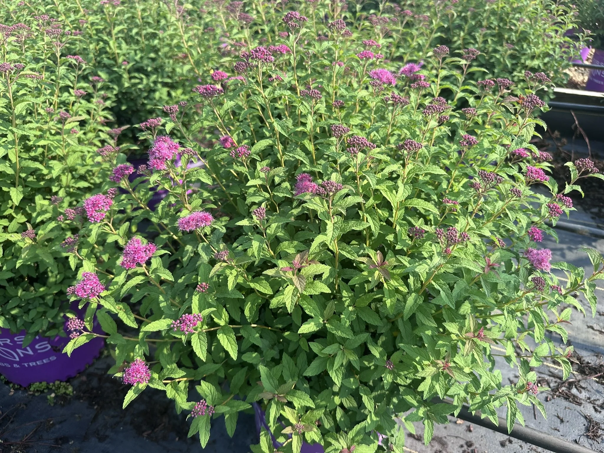 Spiraea x bumalda Superstar™ 'Denistar' PP22432