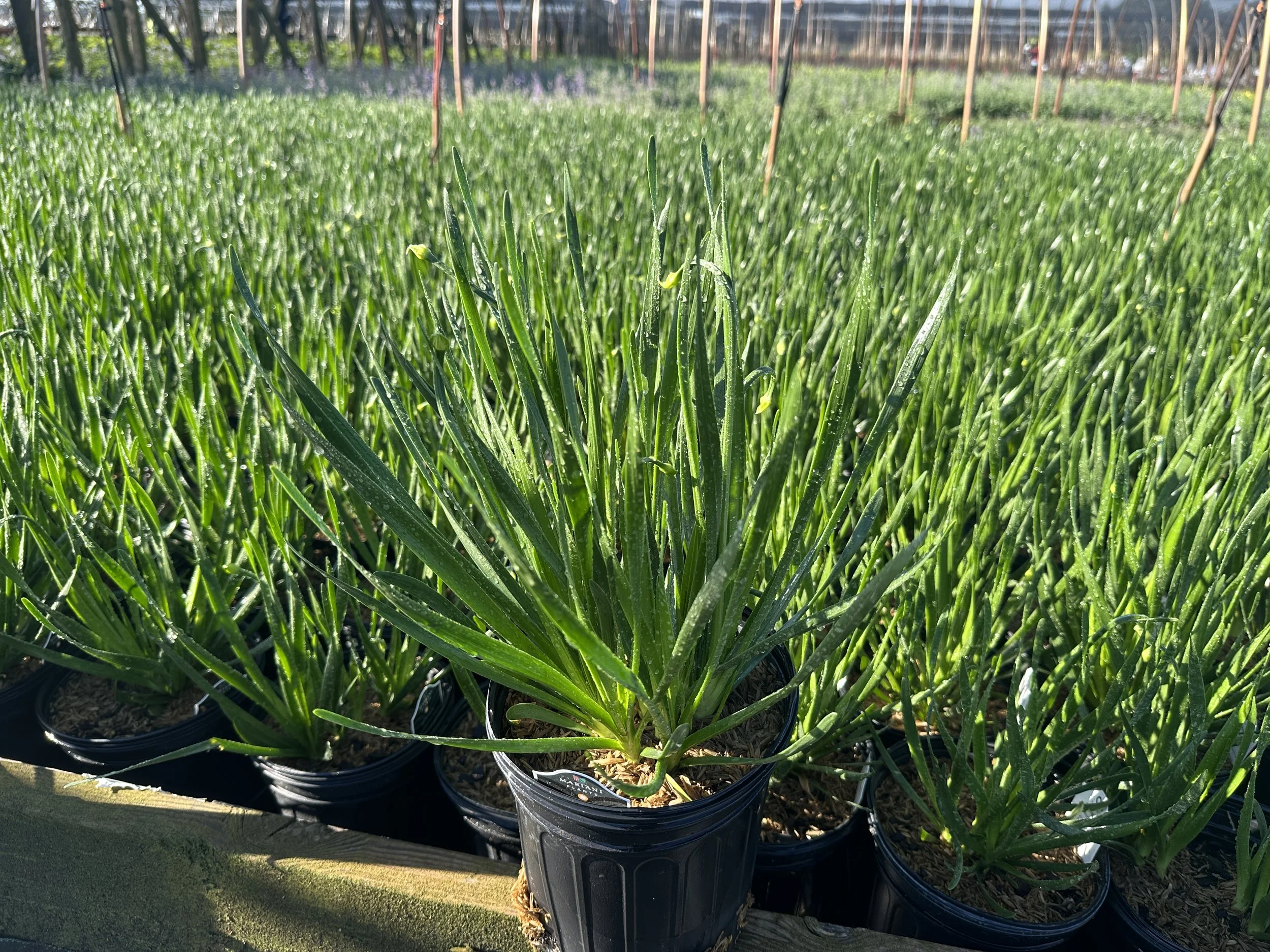 Allium 'Summer Beauty'
