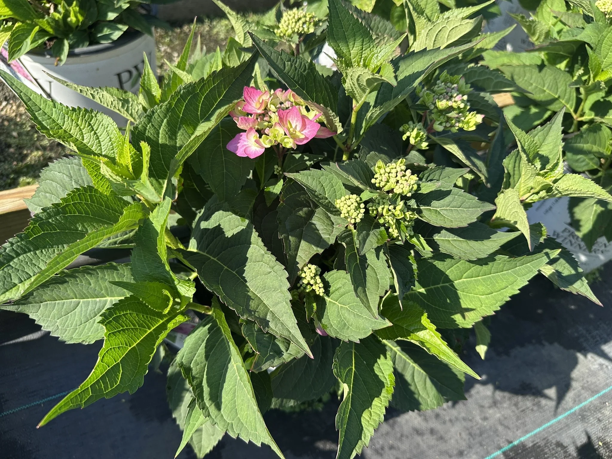Hydrangea serrata Let's Dance Can Do!® 'SMNHSI' PP32548