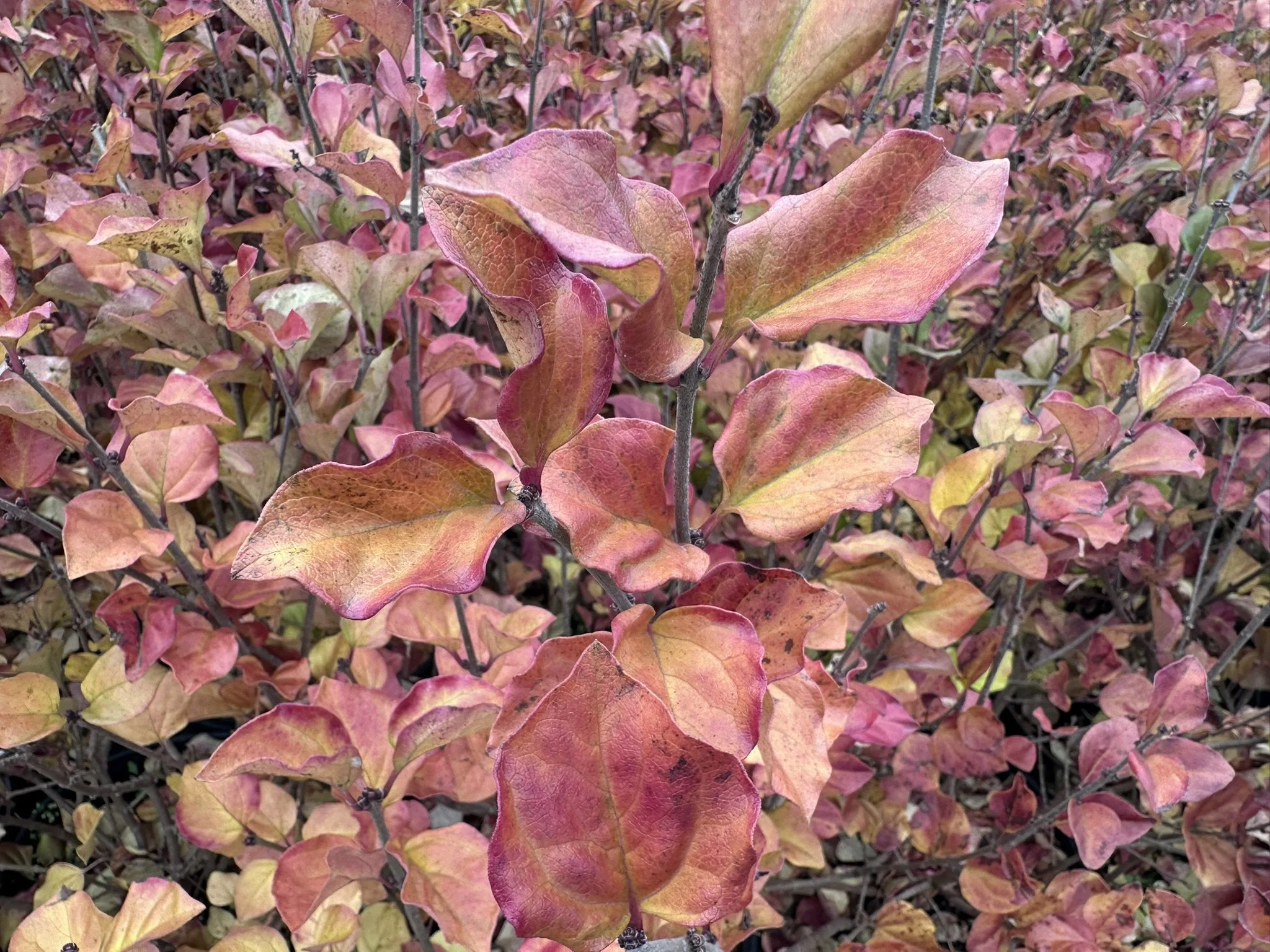 Syringa Palibin (droping foliage though).JPEG