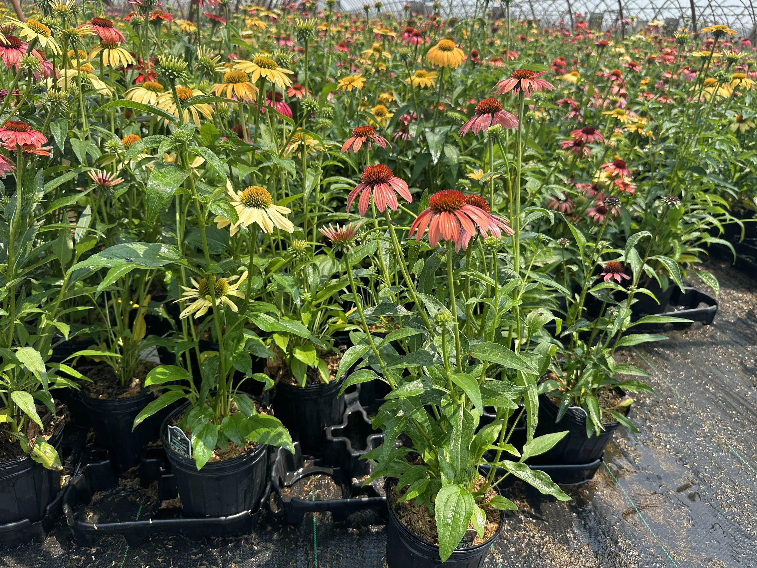 Echinacea 'Cheyenne Spirit'