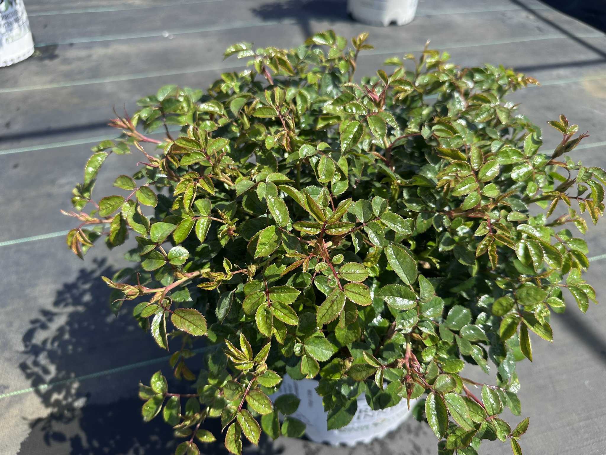 Rosa Double Knock Out® 'Radtko' PP16202