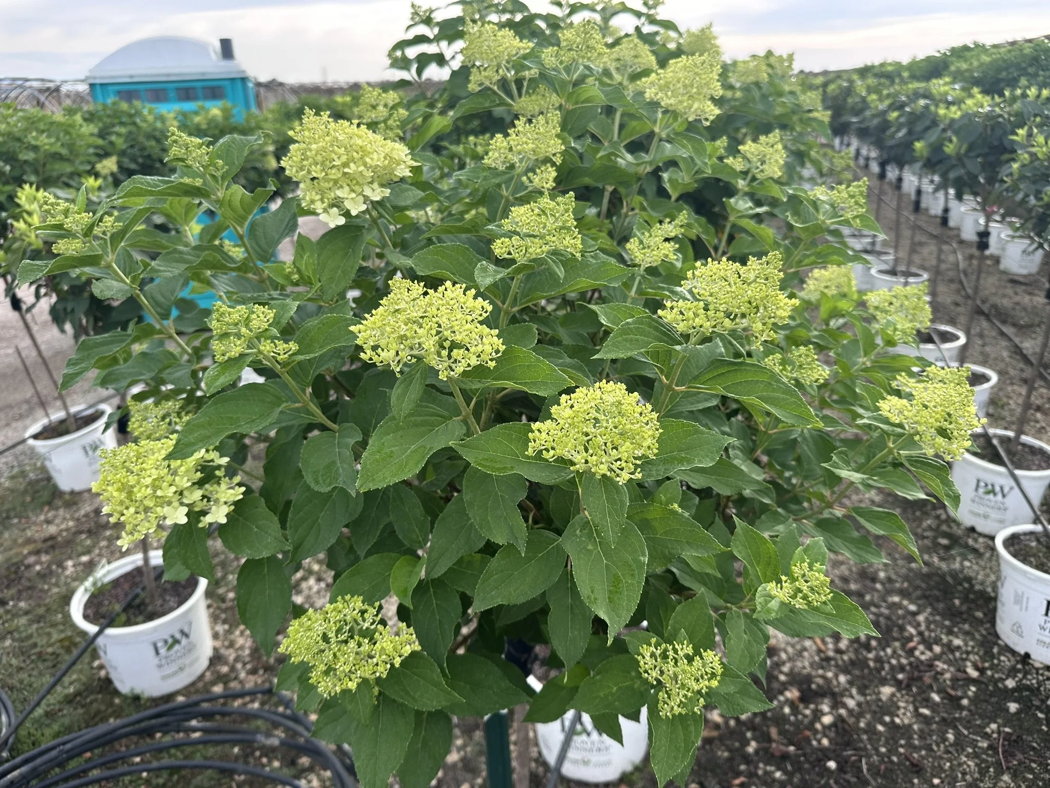 Hydrangea pan. 'Limelight' (Tree Form) PP12874