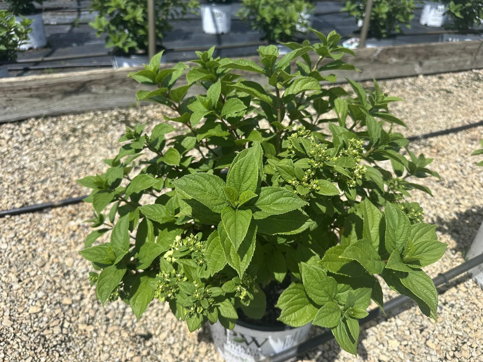 Hydrangea Little Lime Punch.JPEG