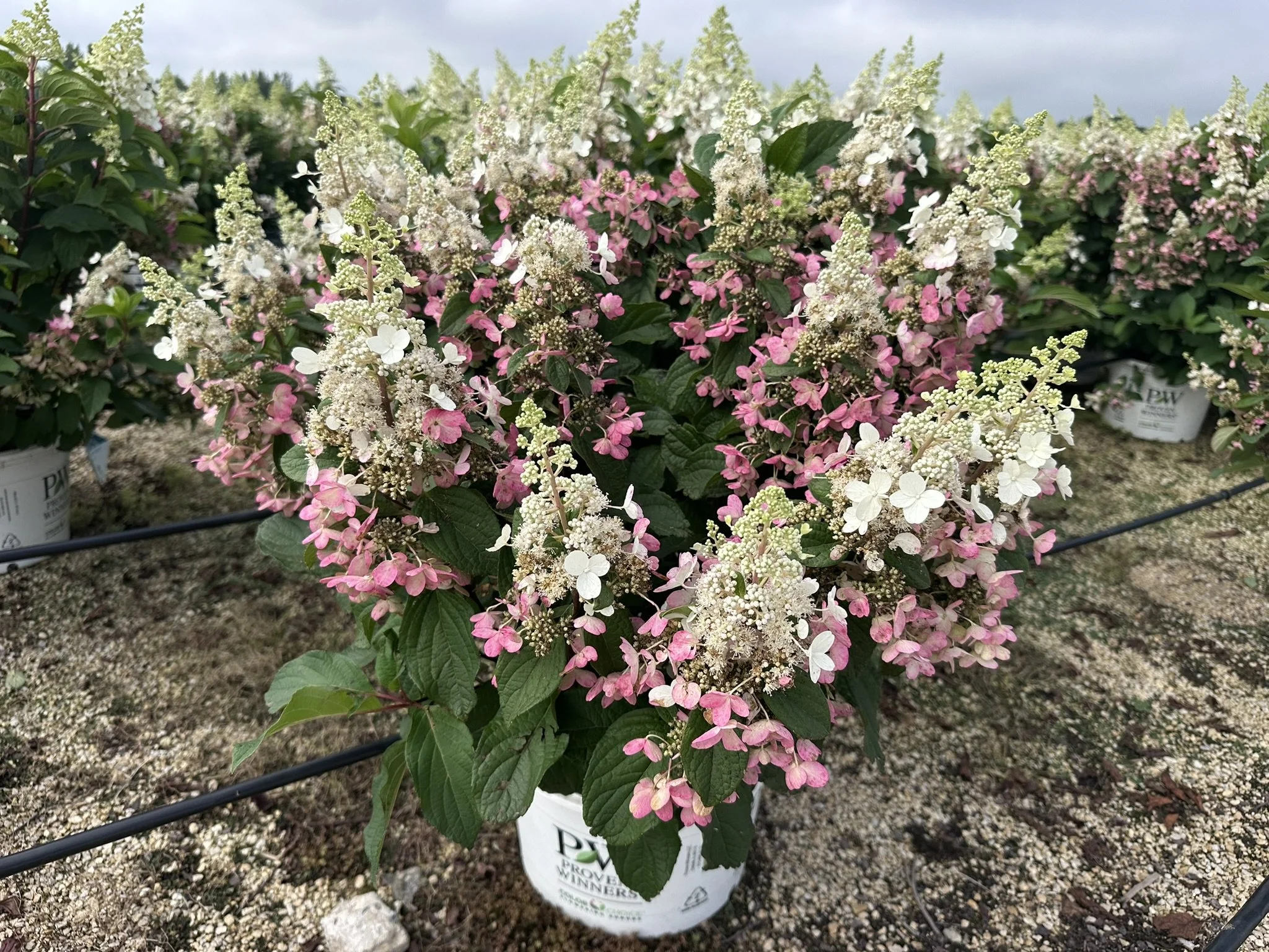 Hydrangea paniculata Pinky Winky® 'DVPPinky' PP16166