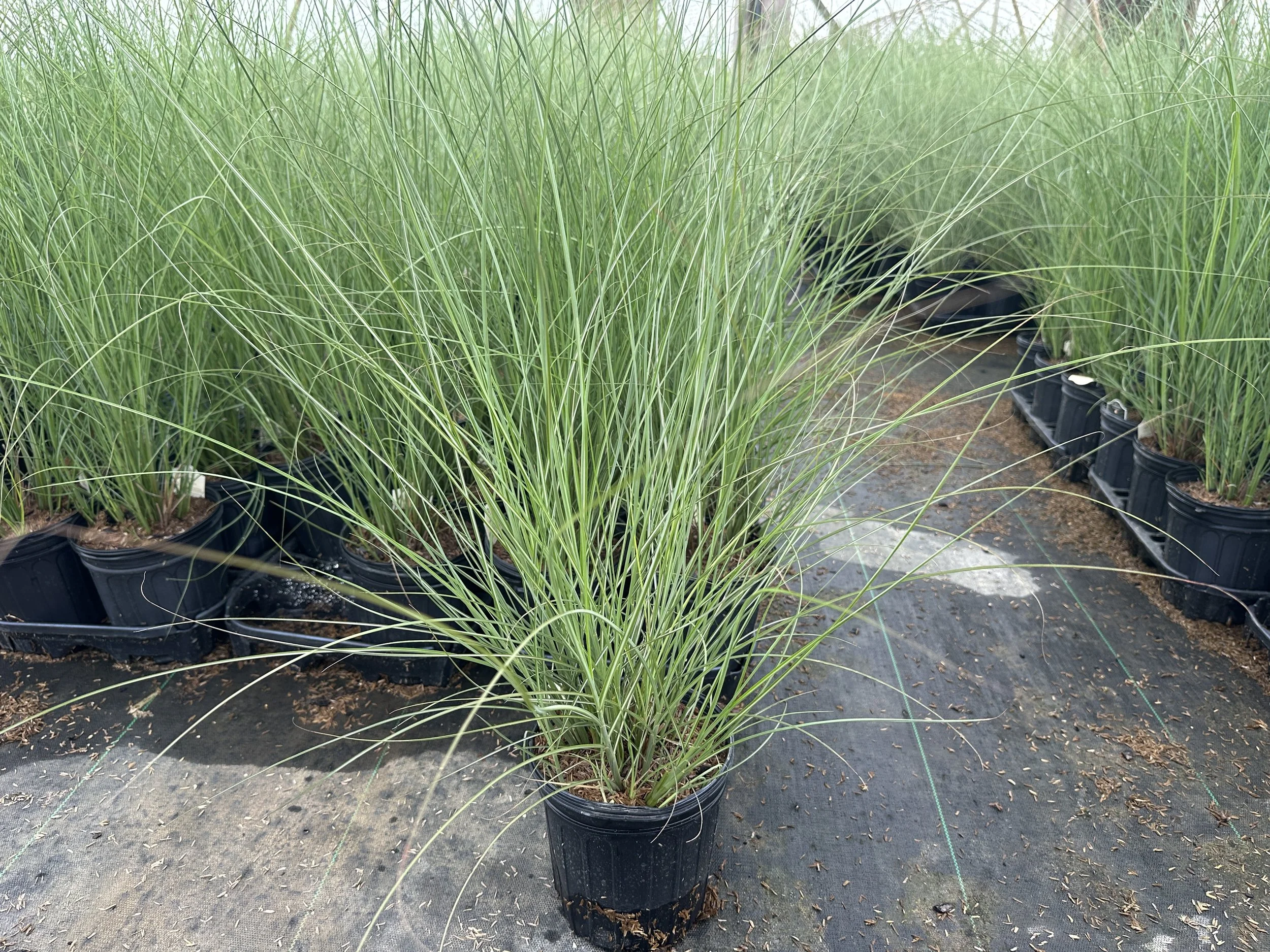Miscanthus Graziella.JPG