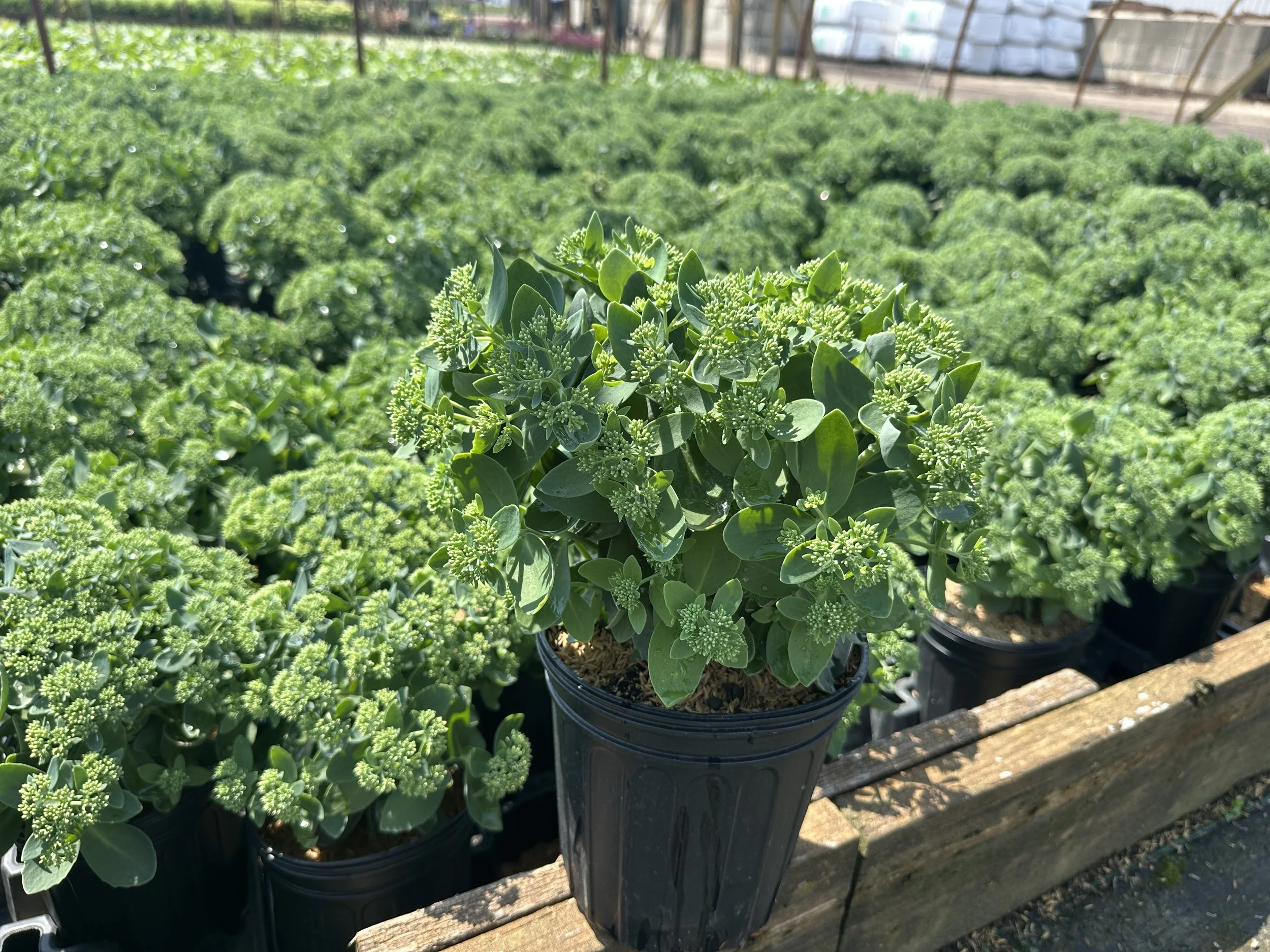 Sedum 'Autumn Joy' ('Herbstfreude')