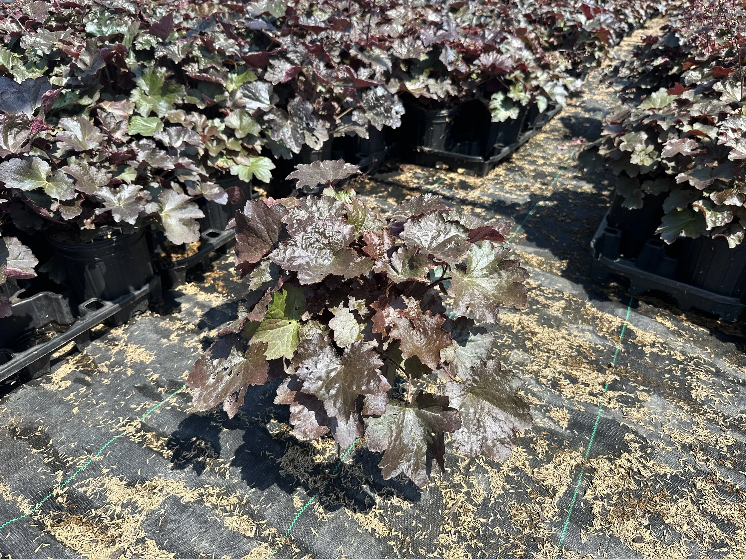 Heuchera micrantha 'Palace Purple'