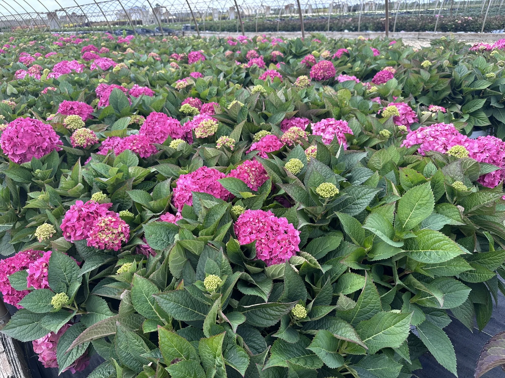 Hydrangea x Let's Dance ¡Arriba!® 'SMNHSC' PP33206