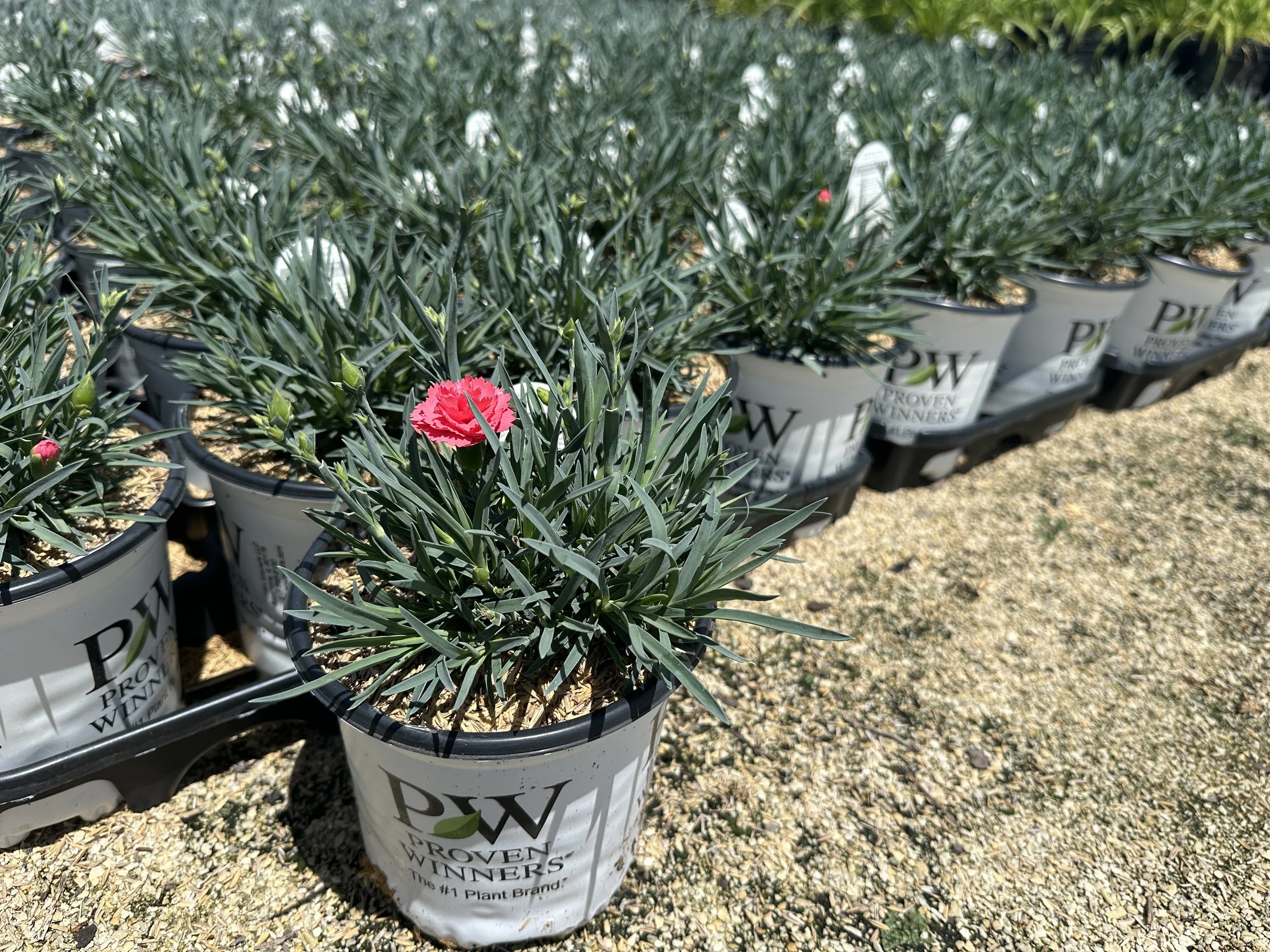 Dianthus Fruit Punch® 'Classic Coral' PP30048
