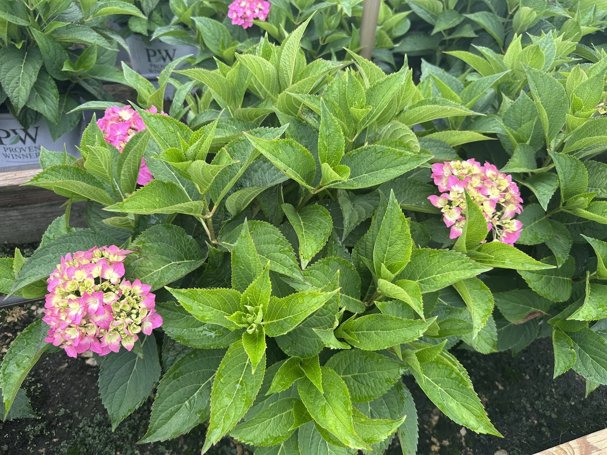 Hydrangea x Let's Dance ¡Arriba!® 'SMNHSC' PP33206