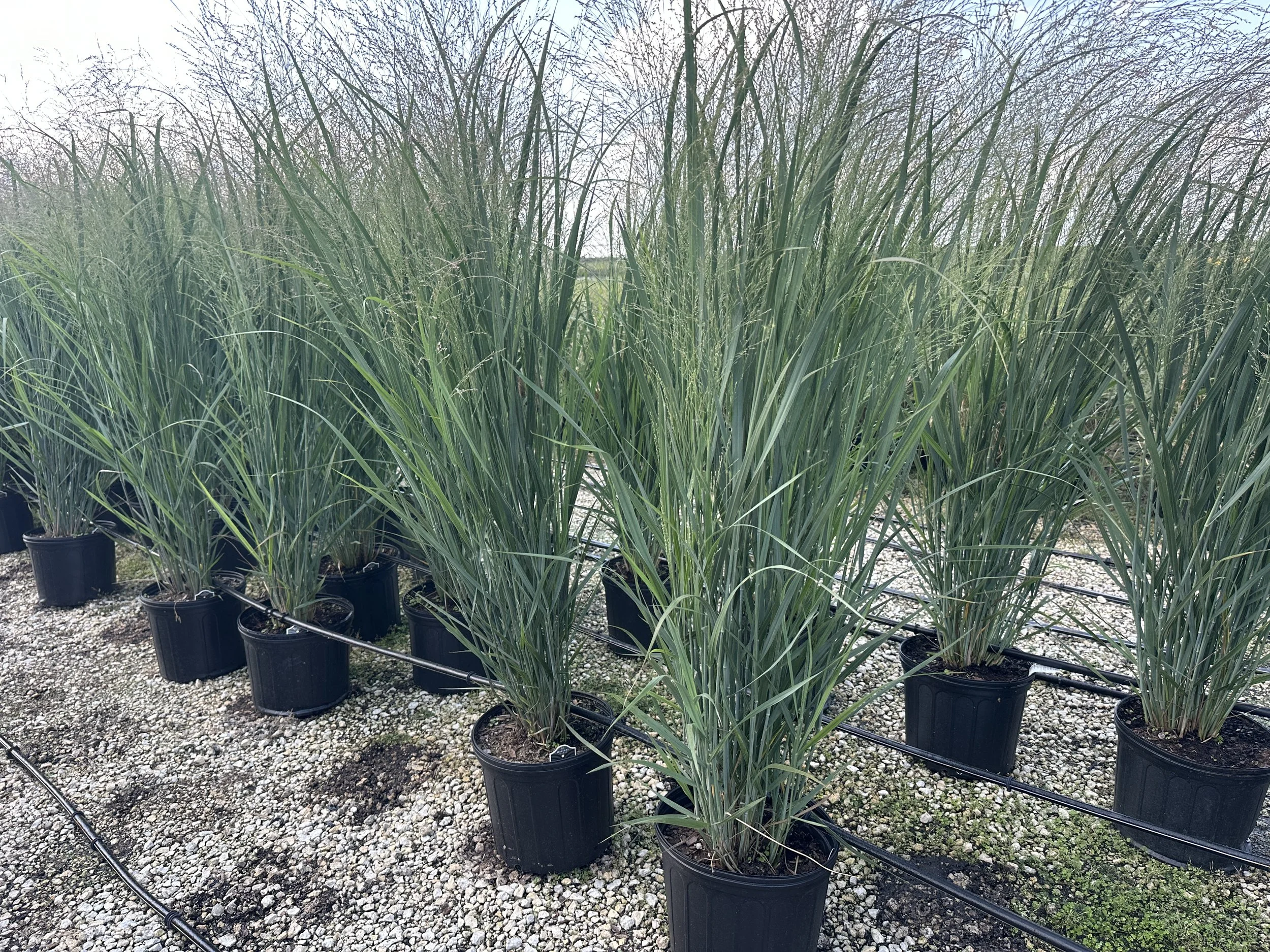Panicum virgatum 'Northwind'