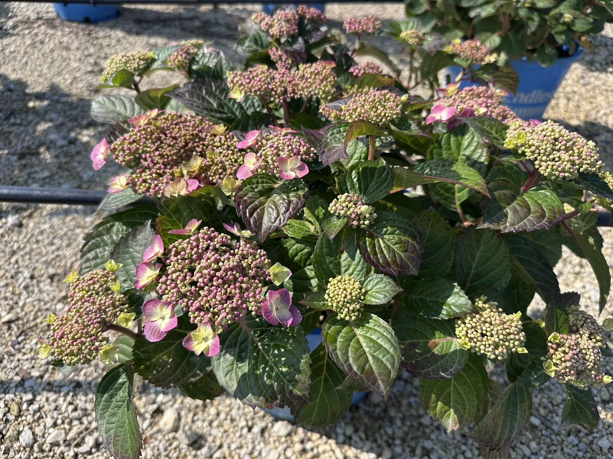 Hydrangea macrophylla Pop Star® 'BAILMACSIX' PP33703