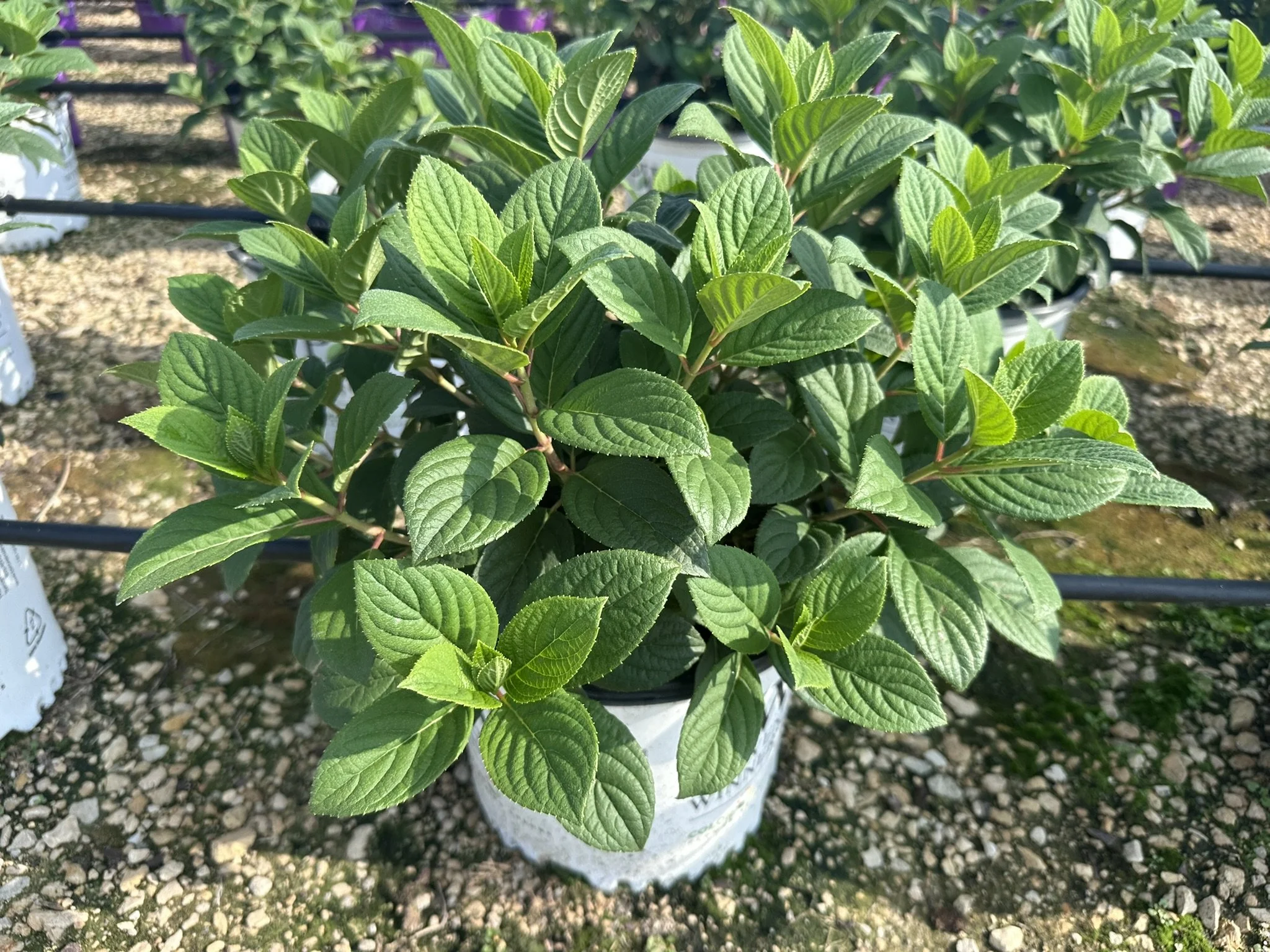 Hydrangea paniculata Little Quick Fire® 'SMHPLQF' PP25136